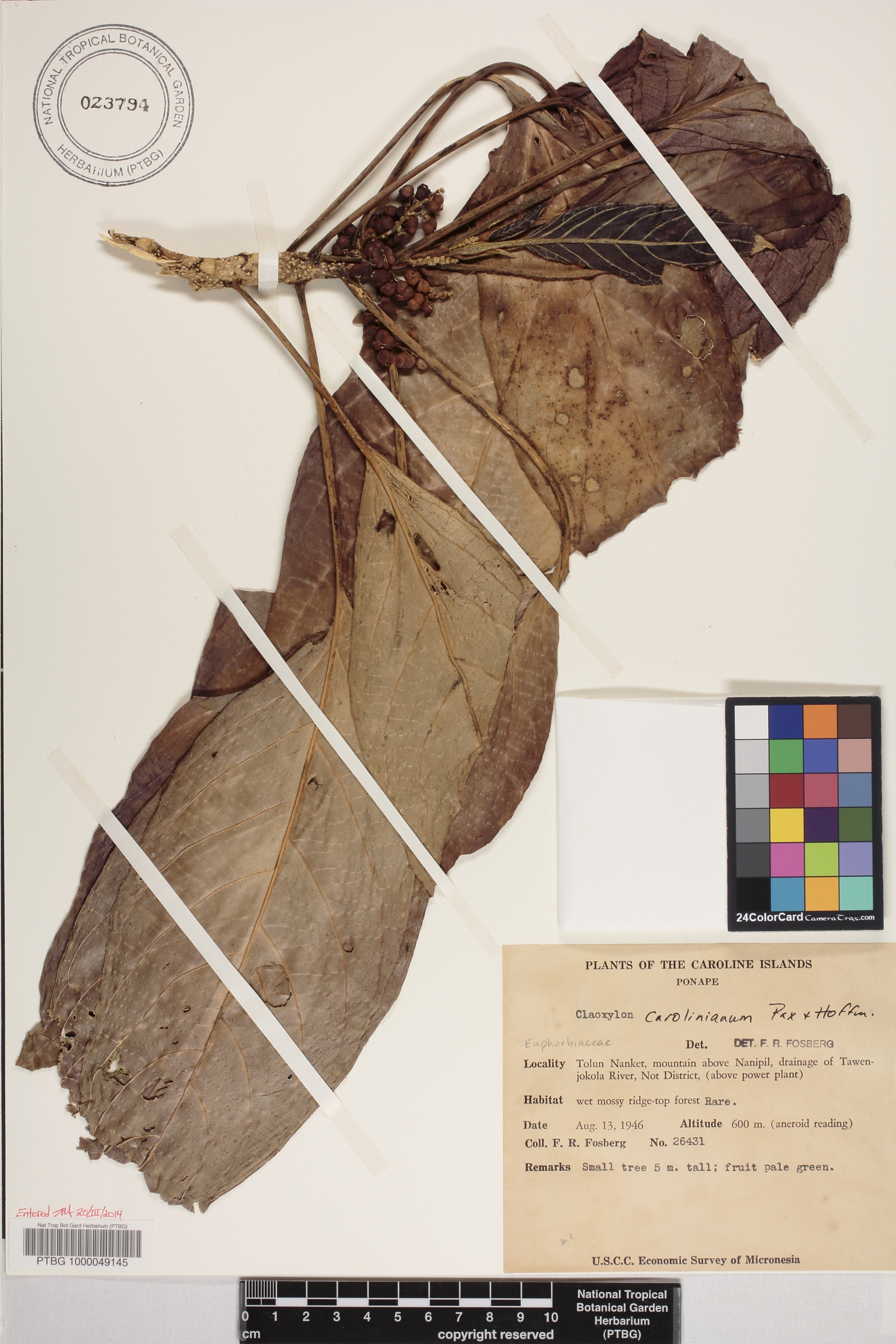 Claoxylon carolinianum image