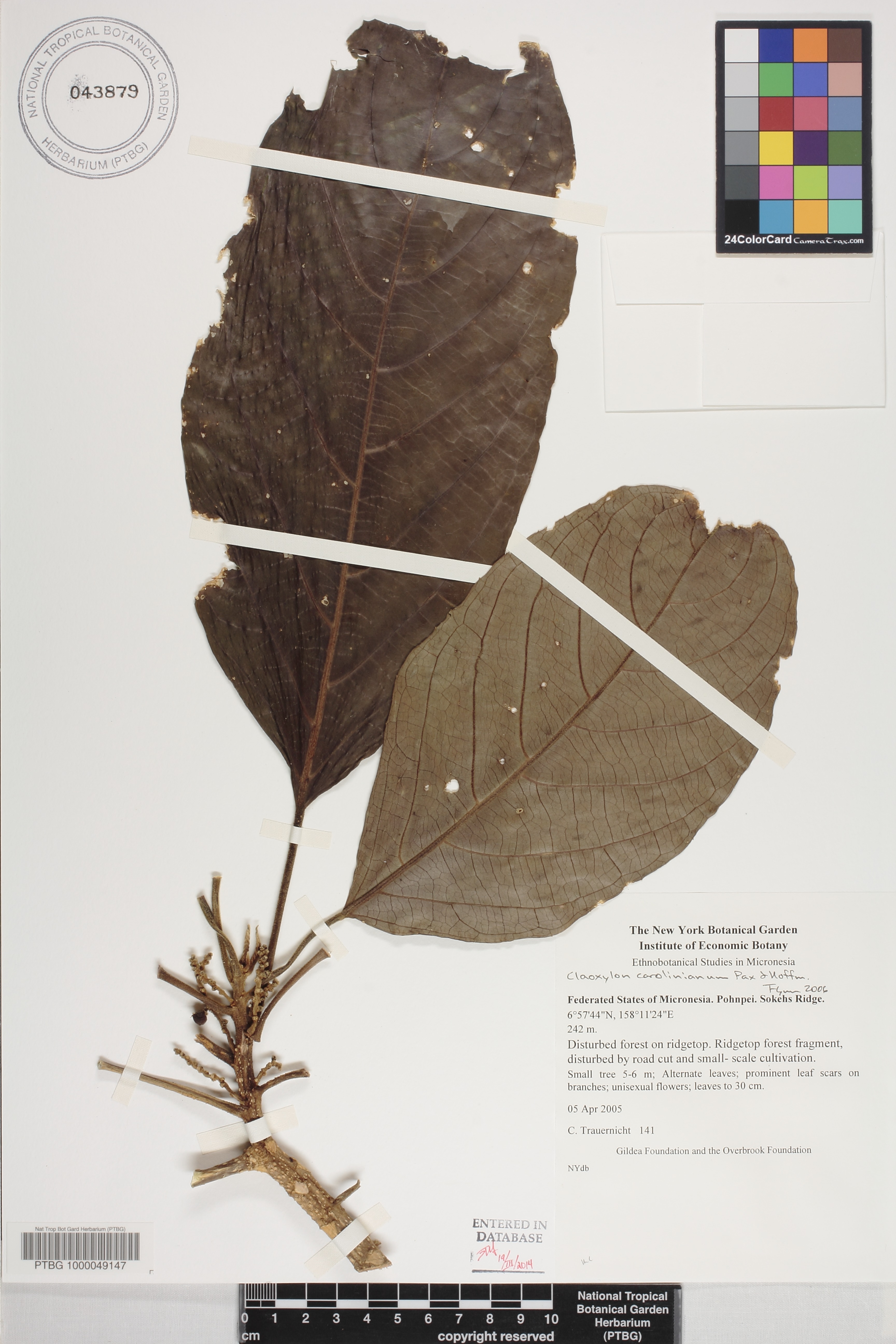 Claoxylon image