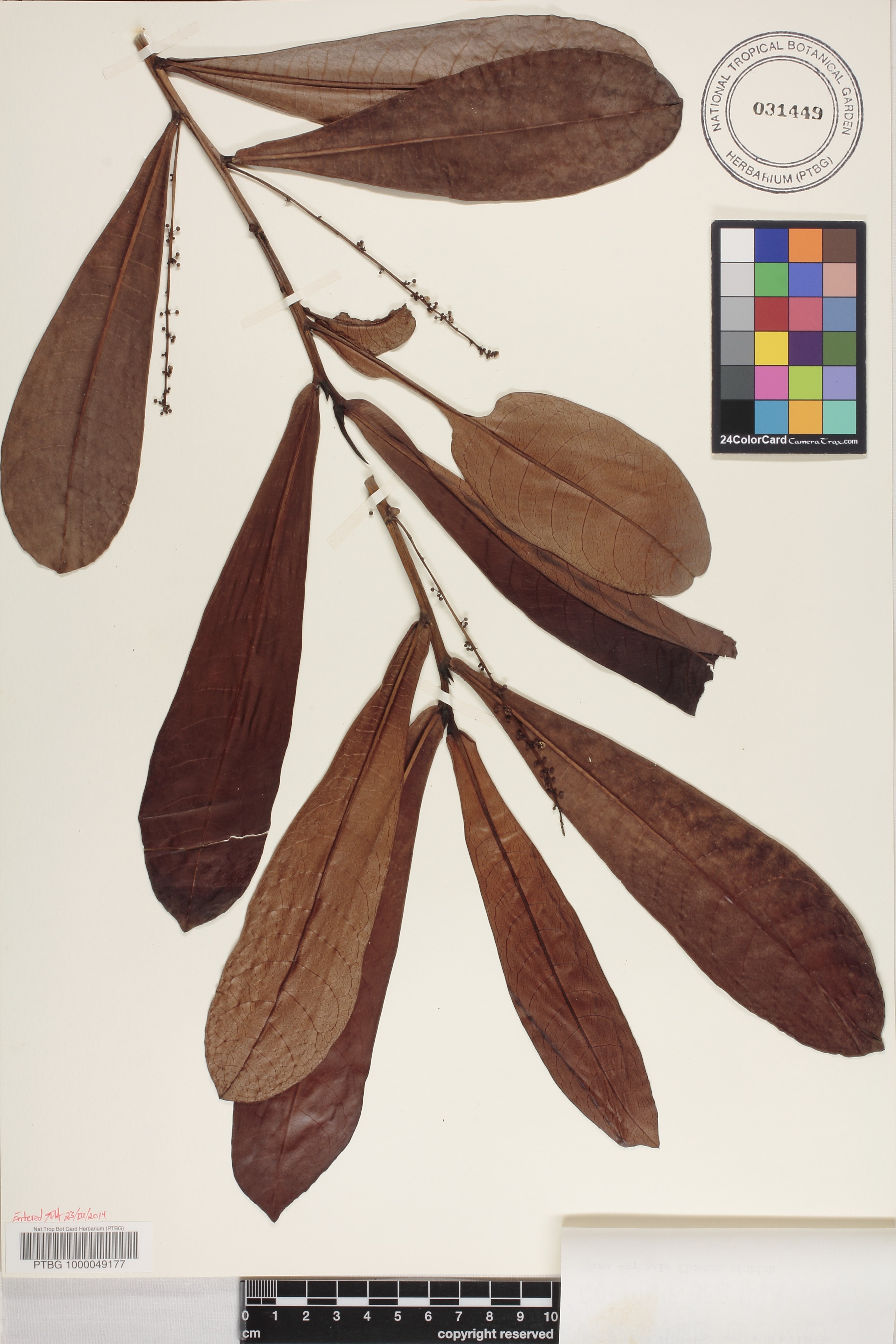 Cleidion vieillardii image
