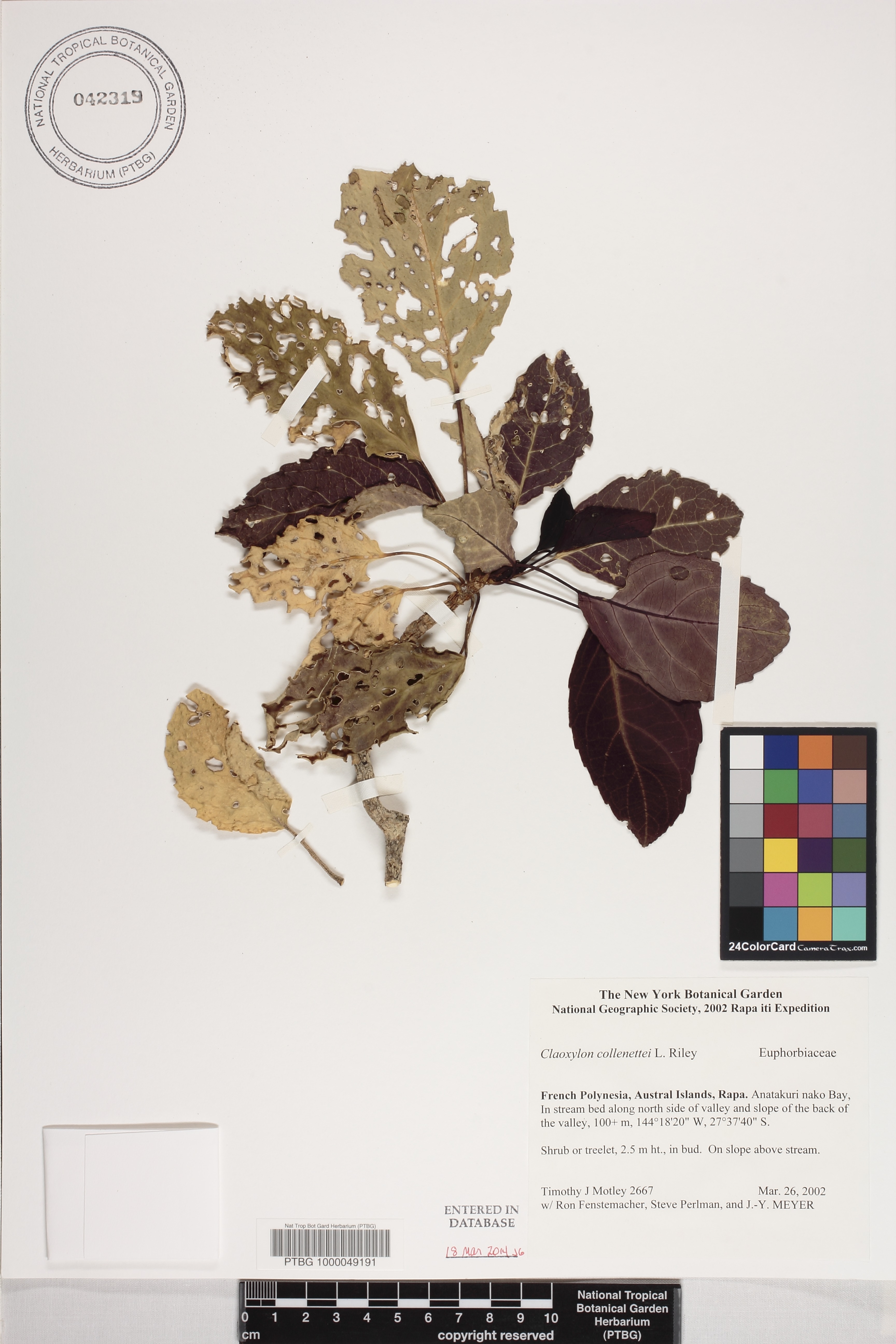 Claoxylon image