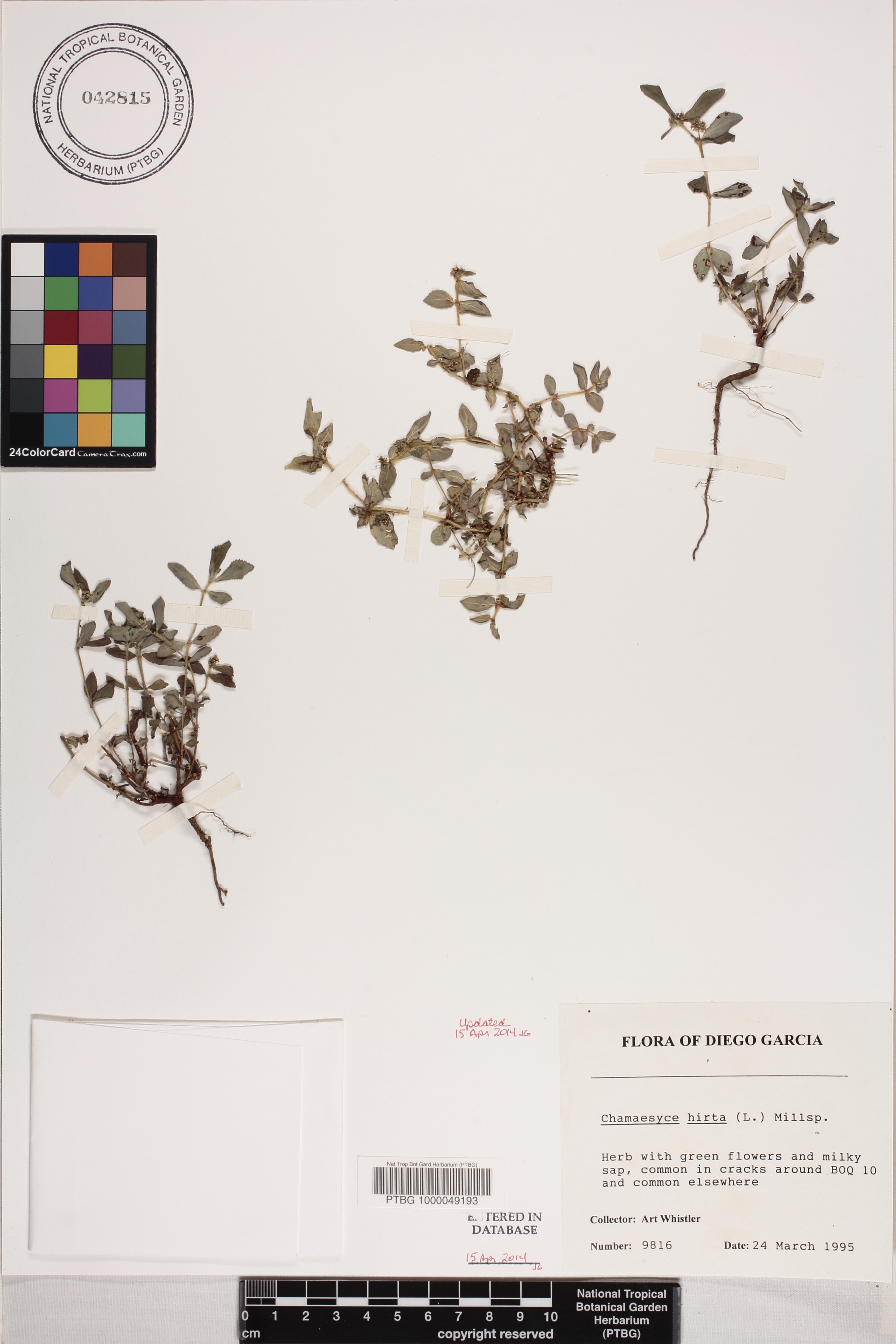 Euphorbia hirta image