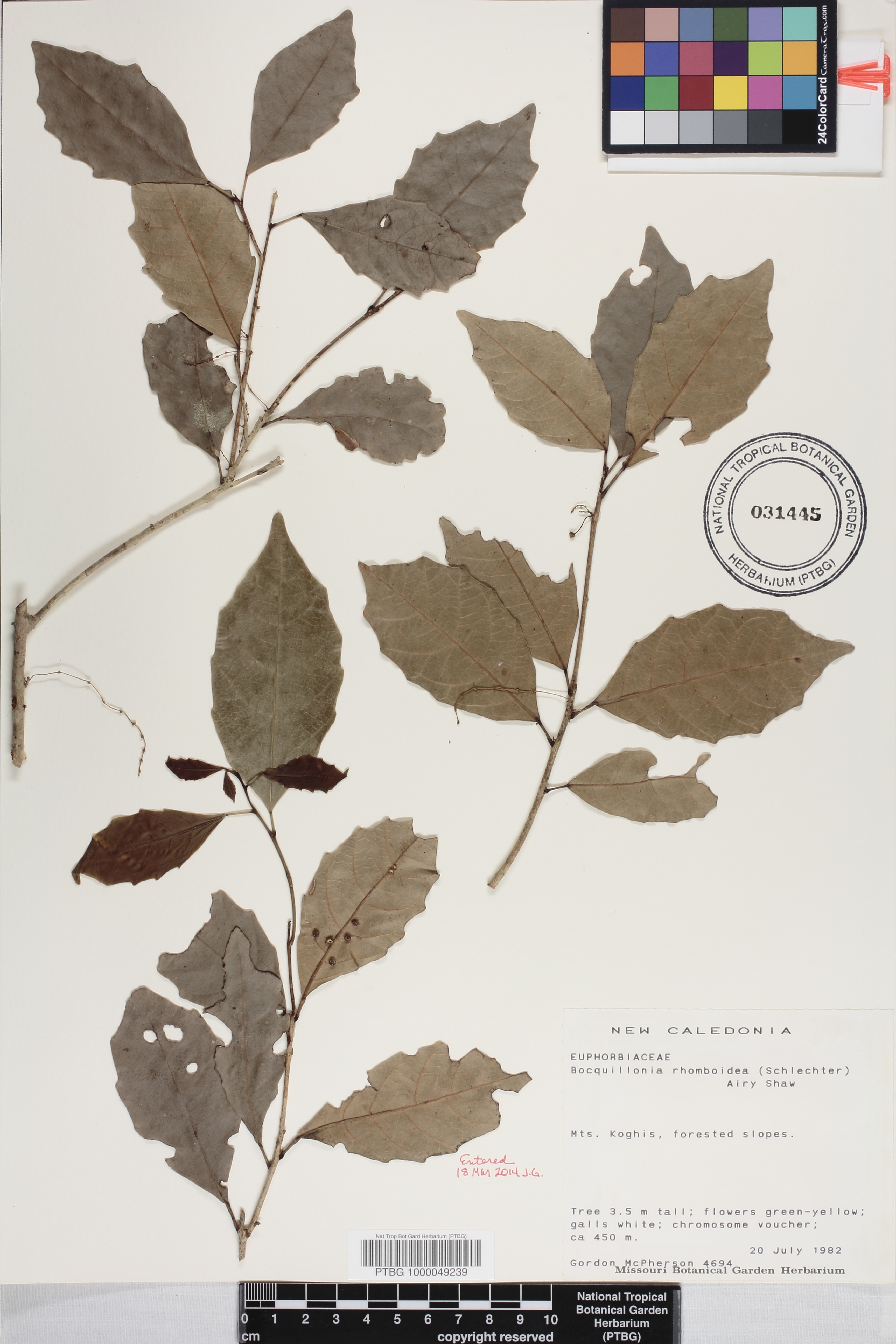 Bocquillonia rhomboidea image
