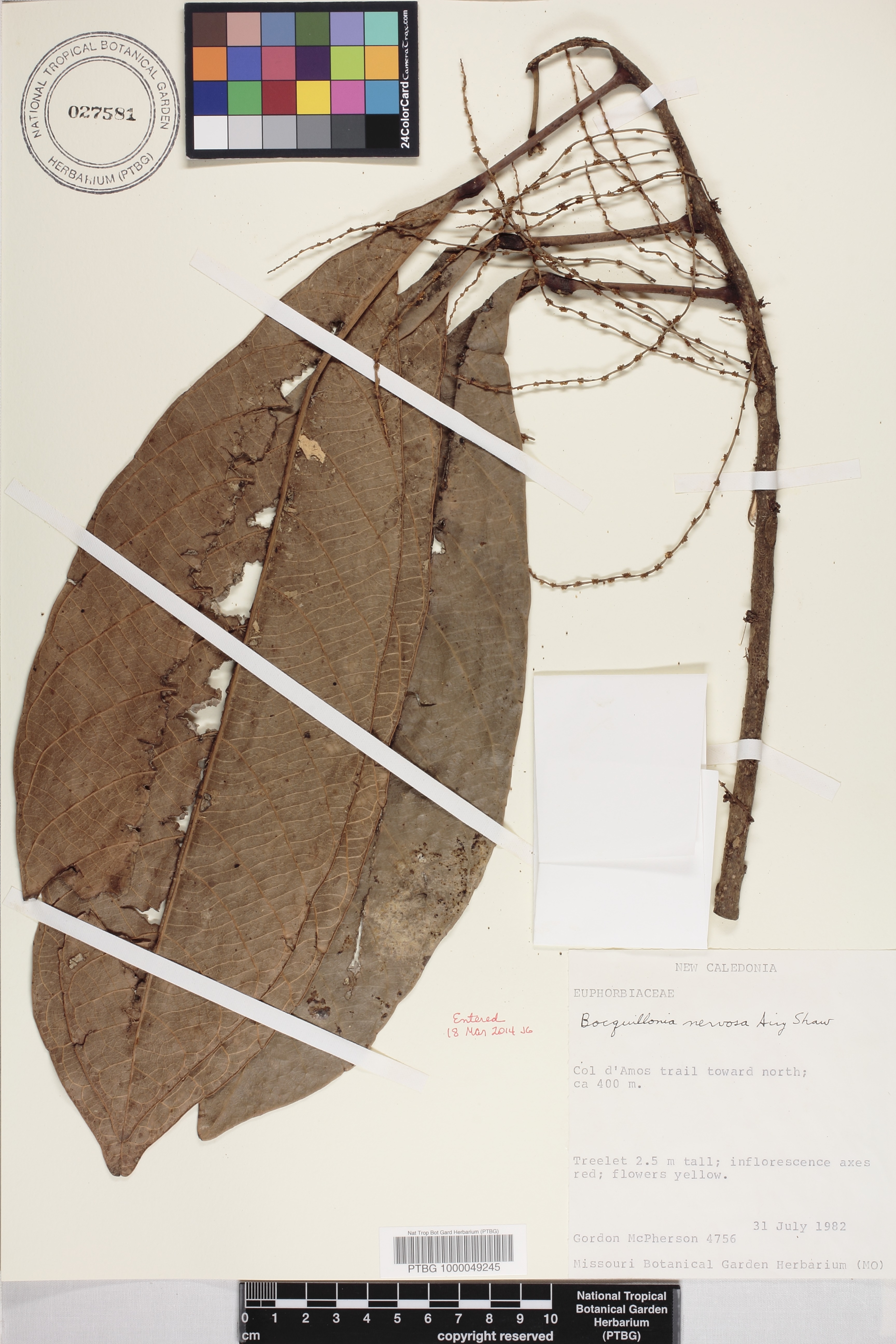Bocquillonia nervosa image