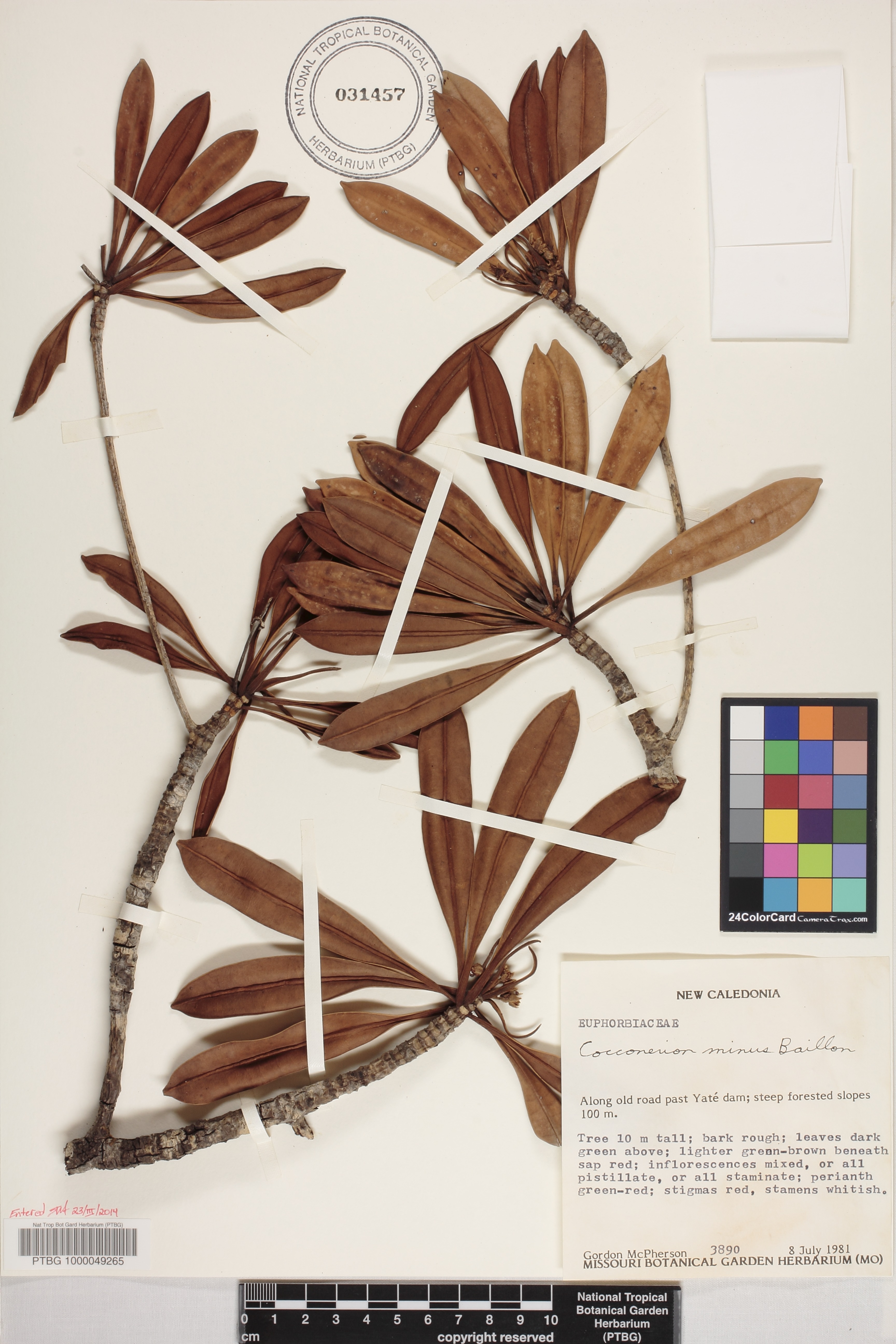 Cocconerion image