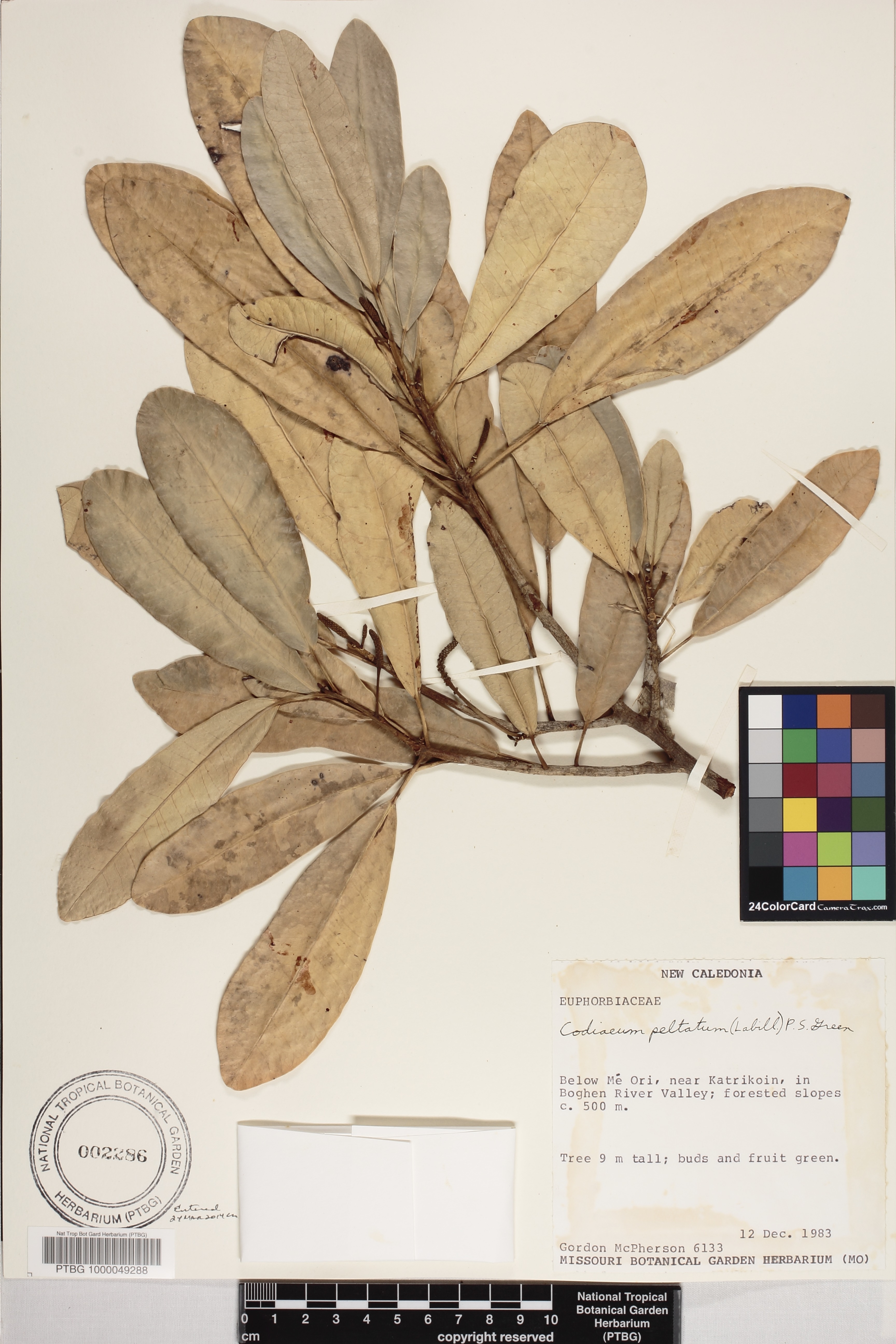 Codiaeum peltatum image