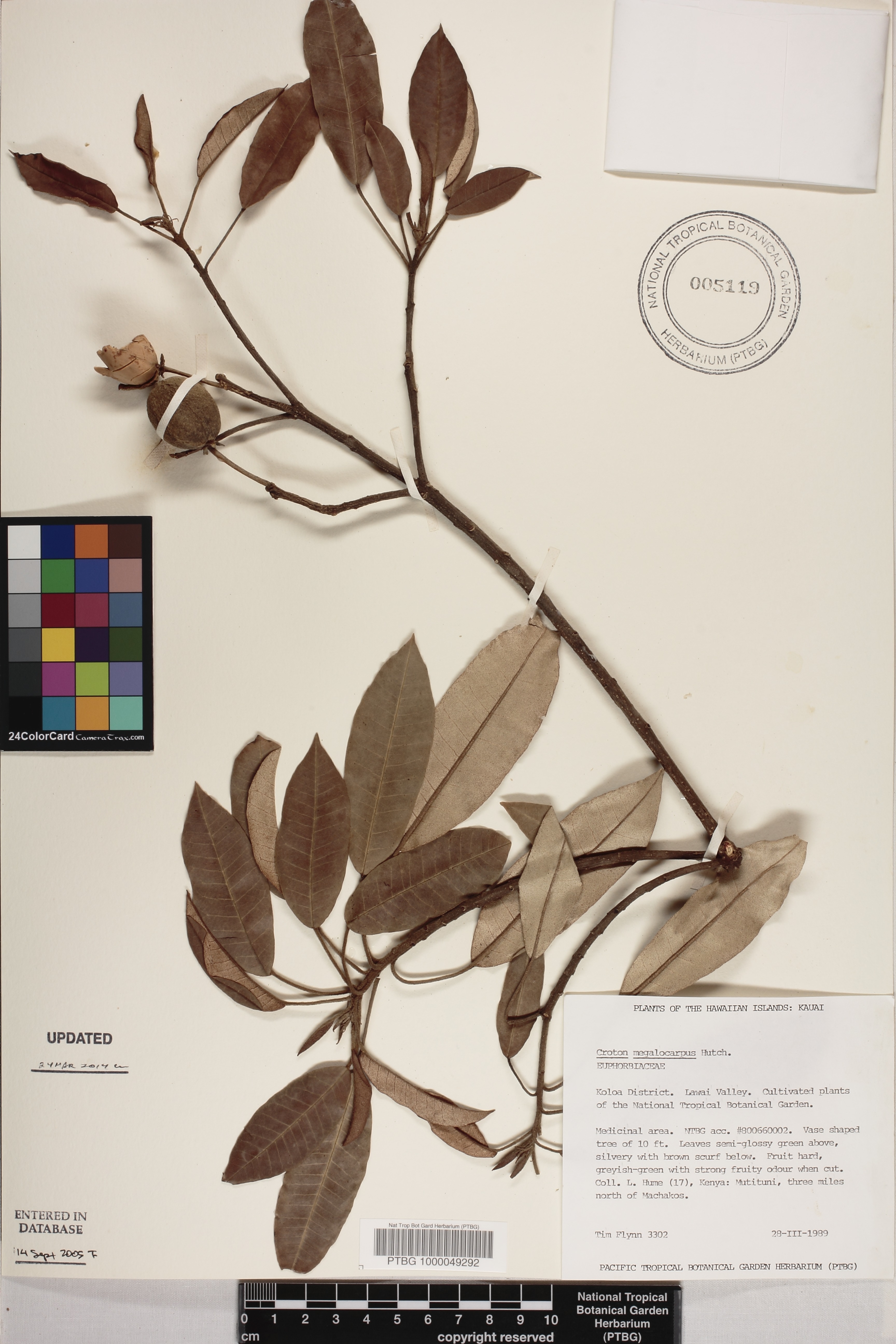 Croton megalocarpus image