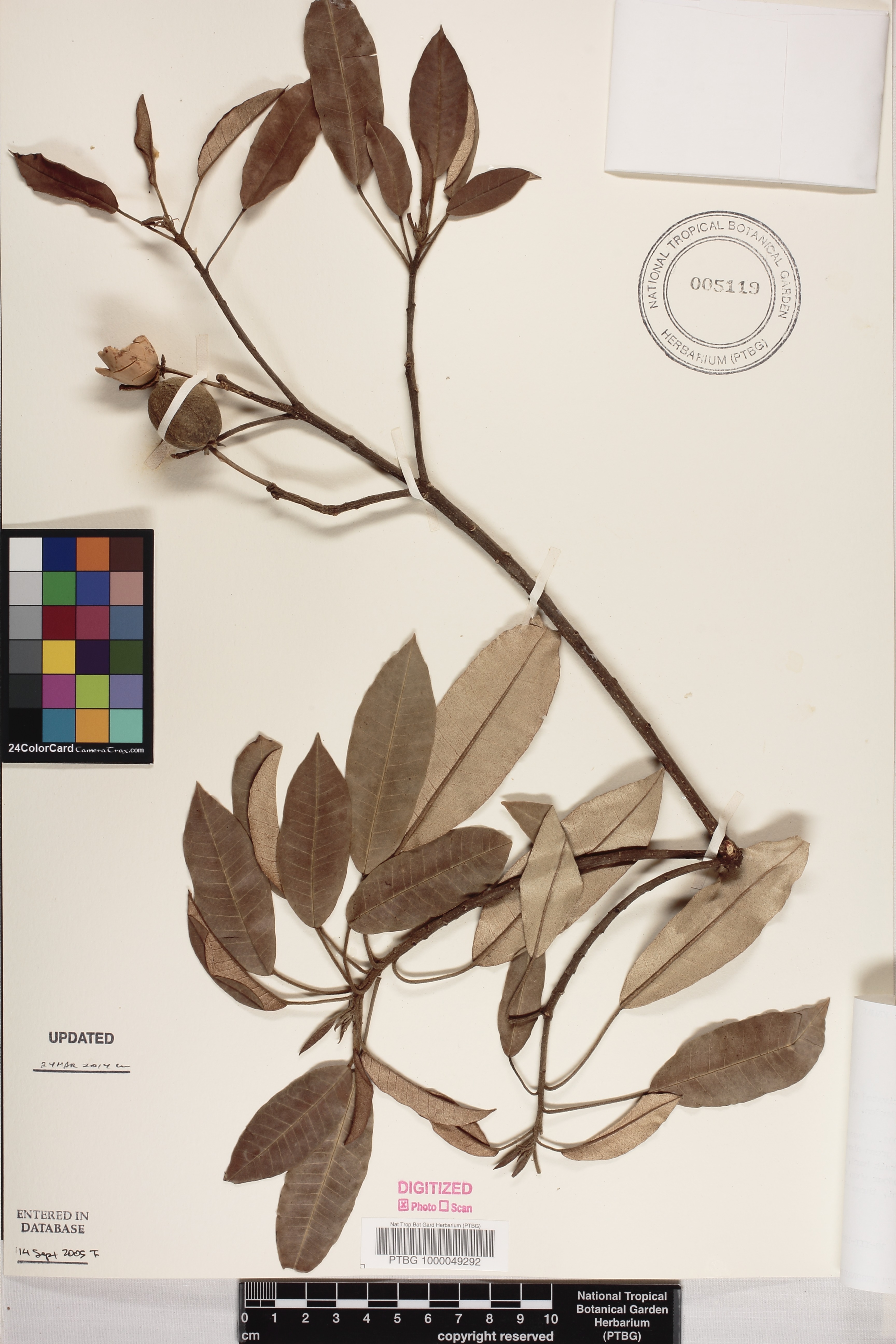 Croton megalocarpus image