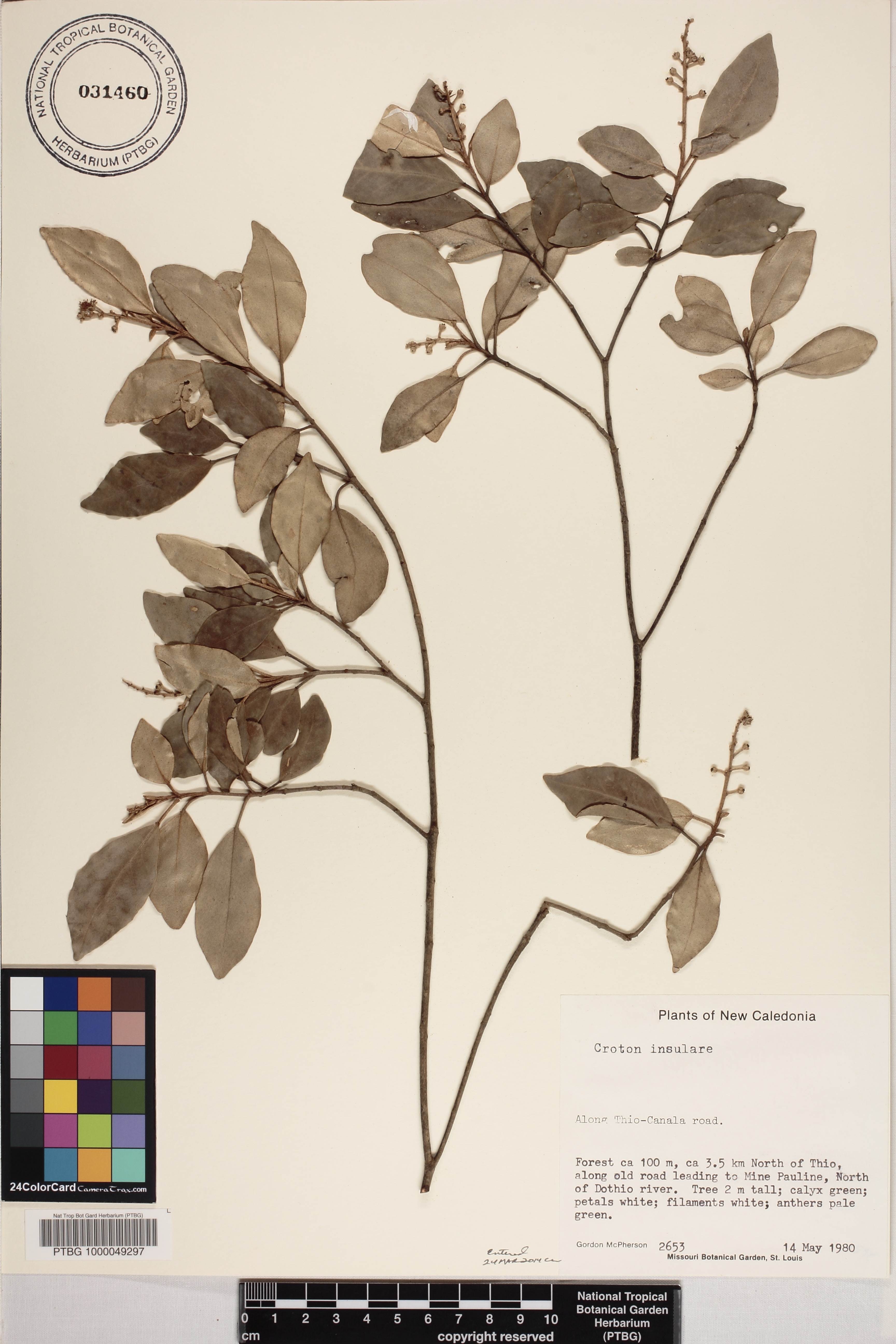 Croton insularis image