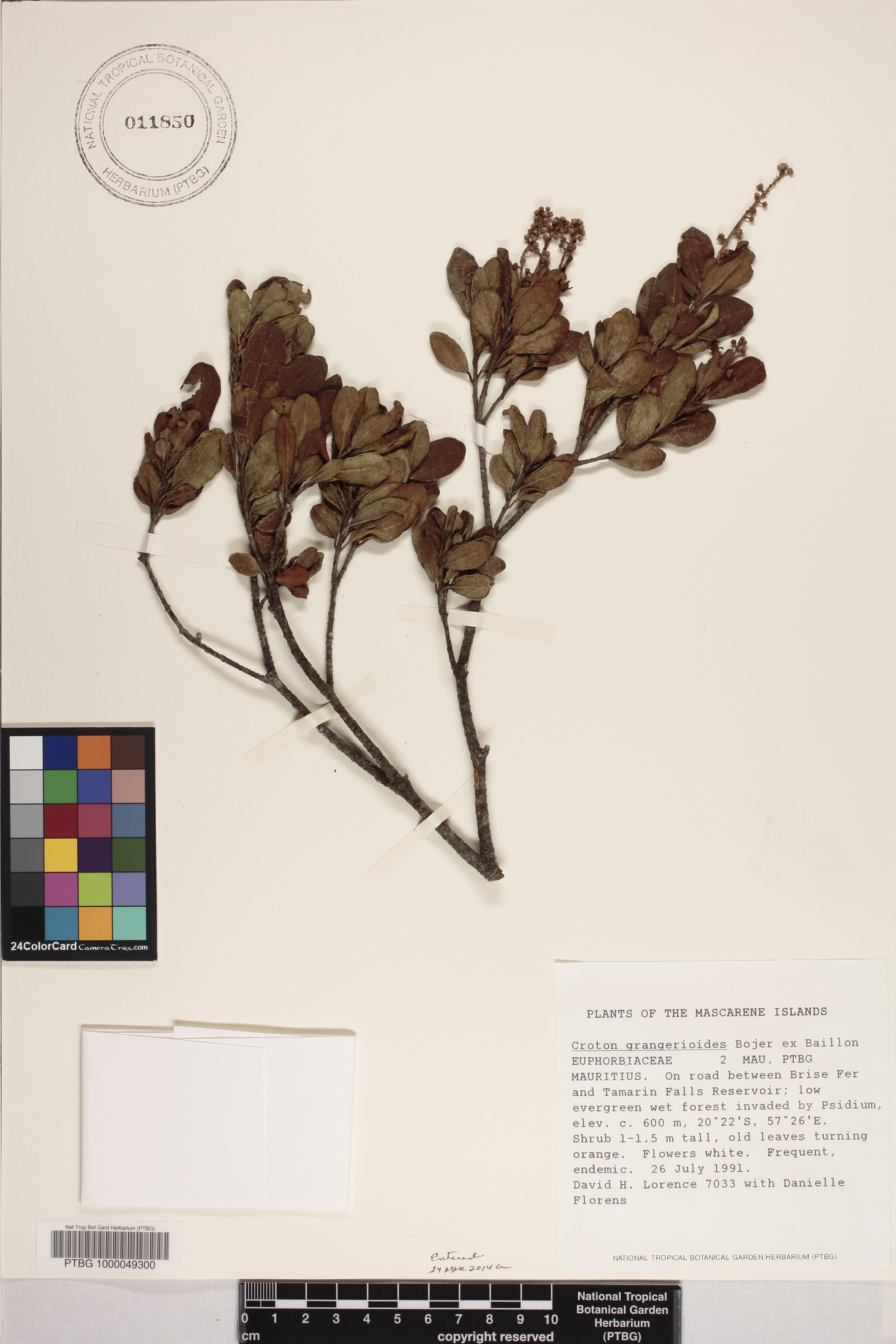 Croton grangerioides image