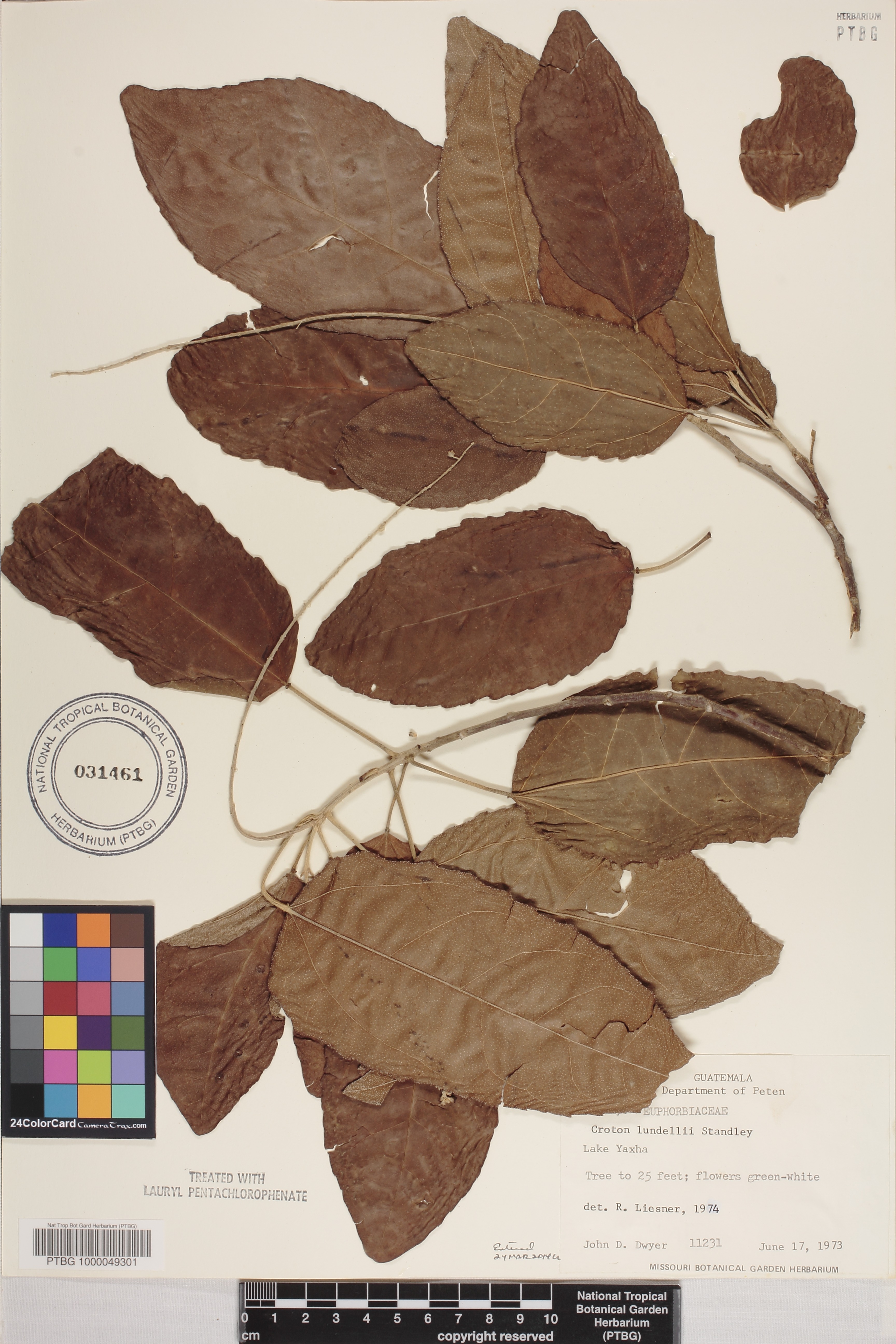 Croton oerstedianus image