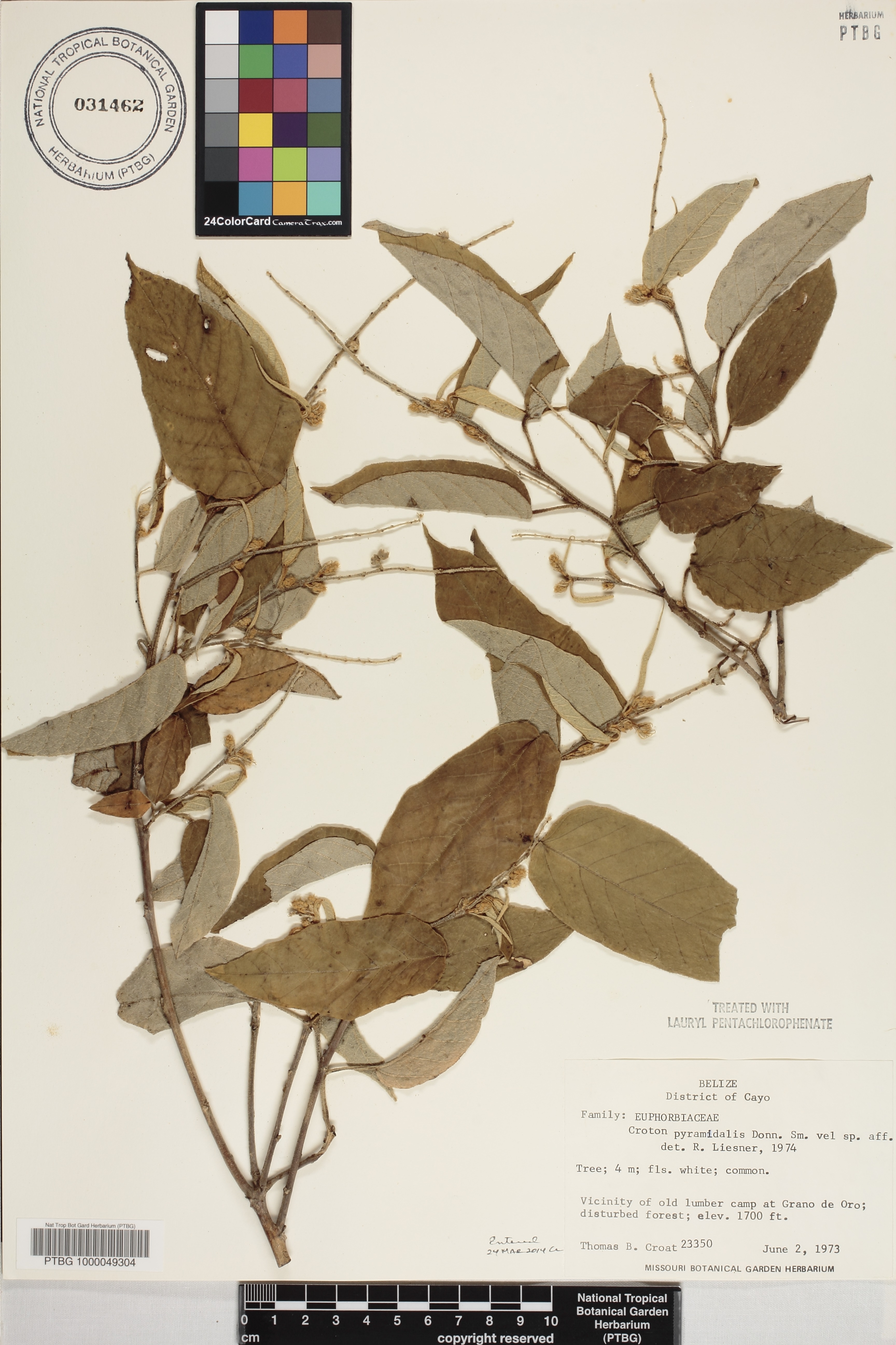 Croton billbergianus image