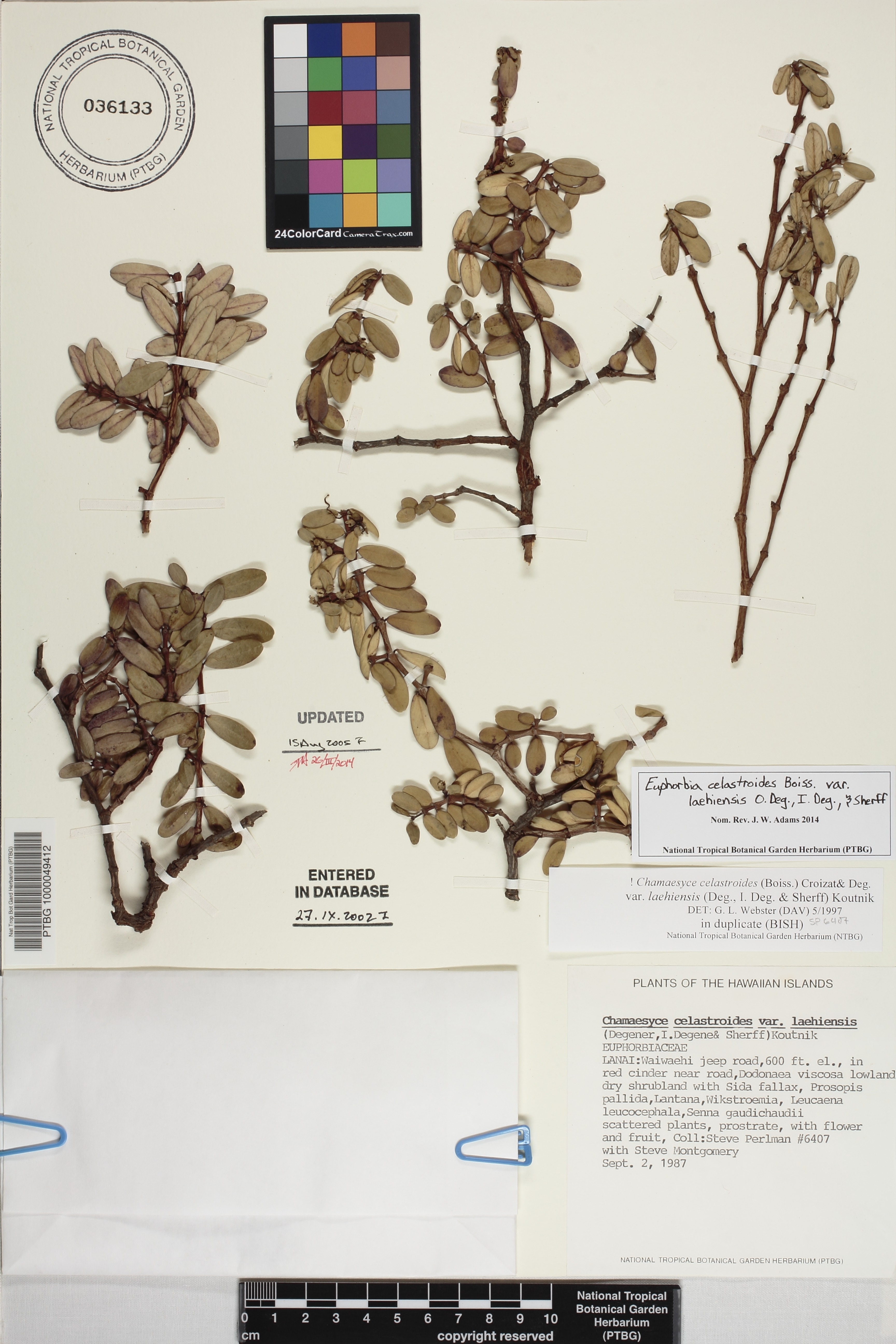 Euphorbia celastroides var. laehiensis image