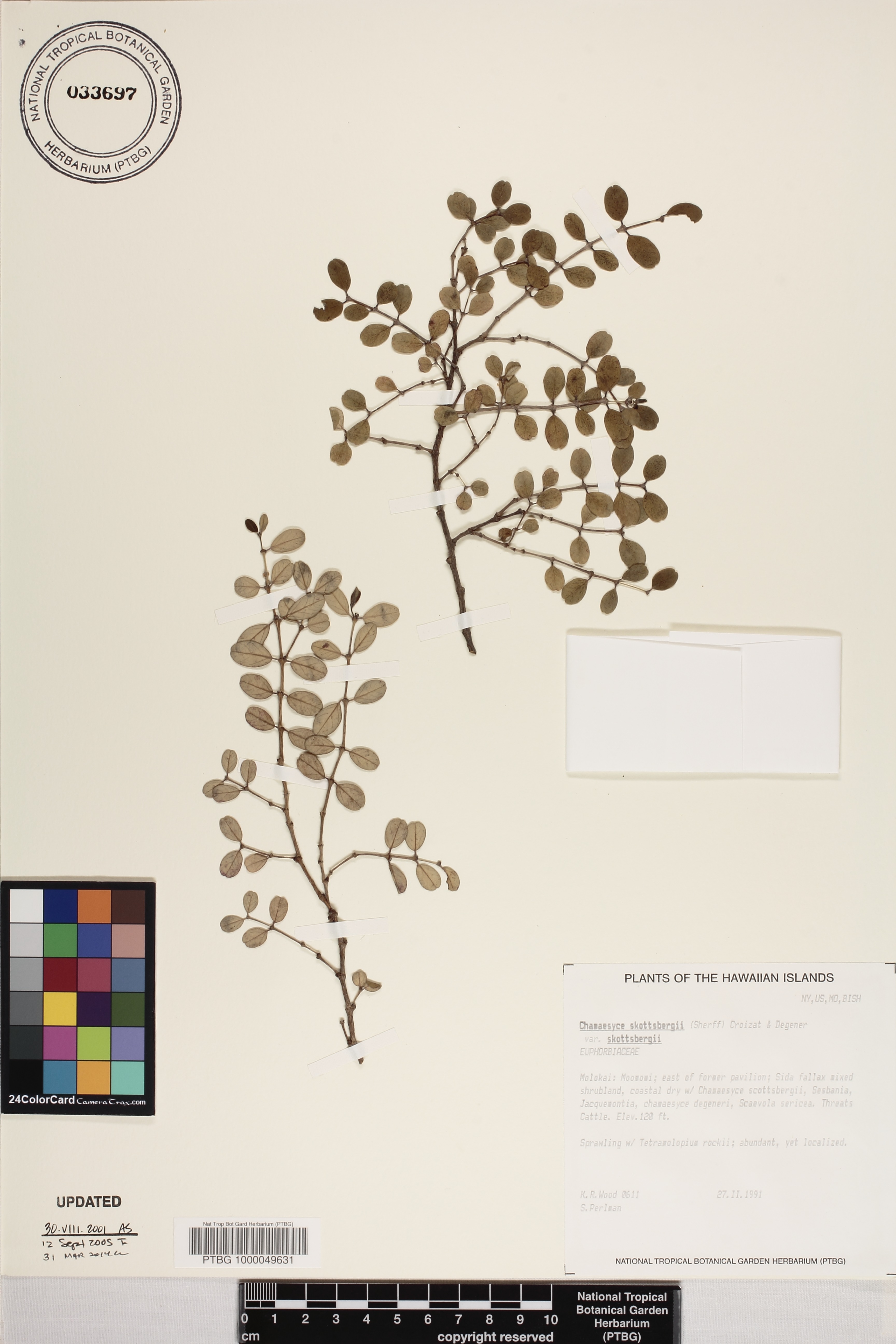 Euphorbia skottsbergii var. skottsbergii image
