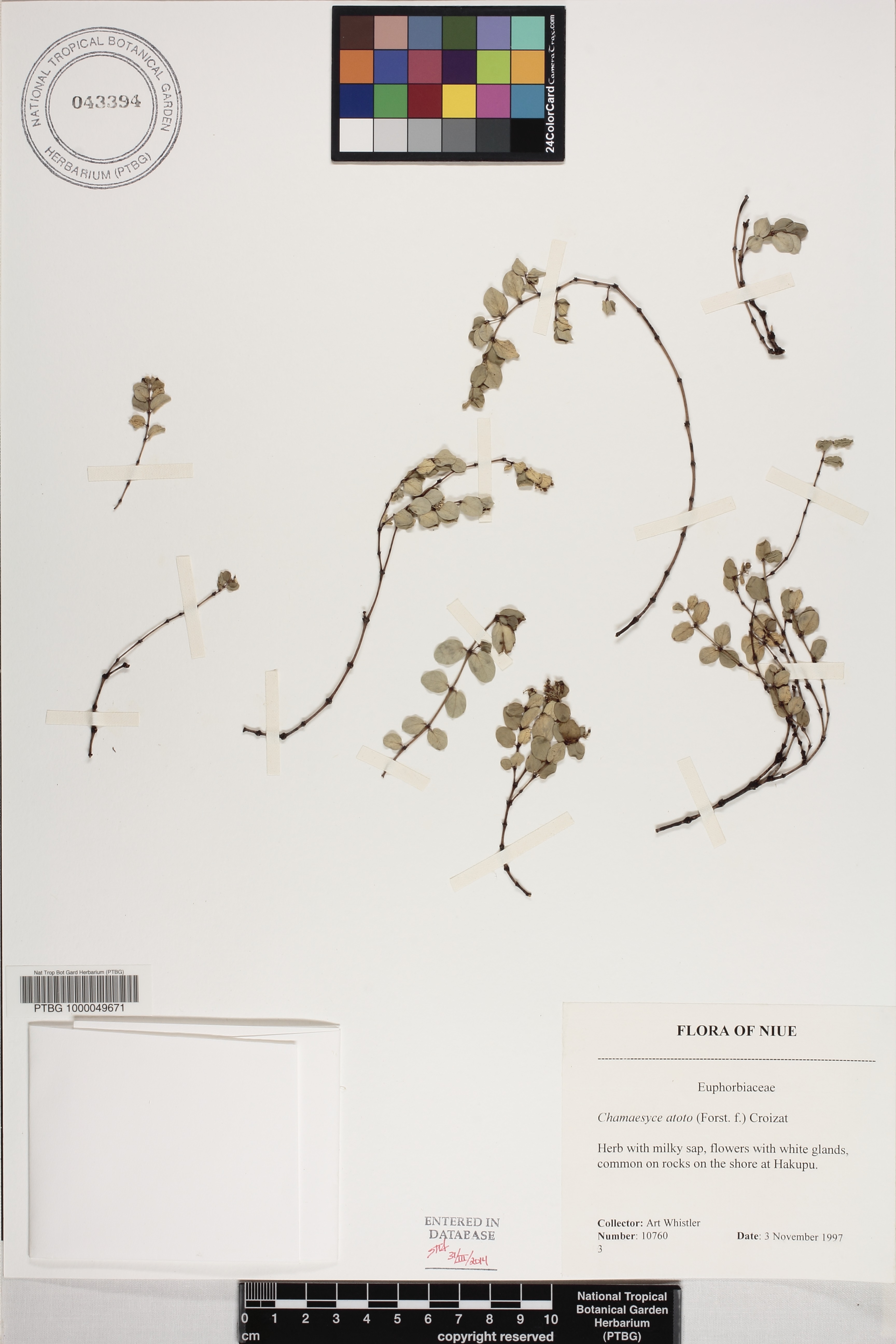 Euphorbia atoto image