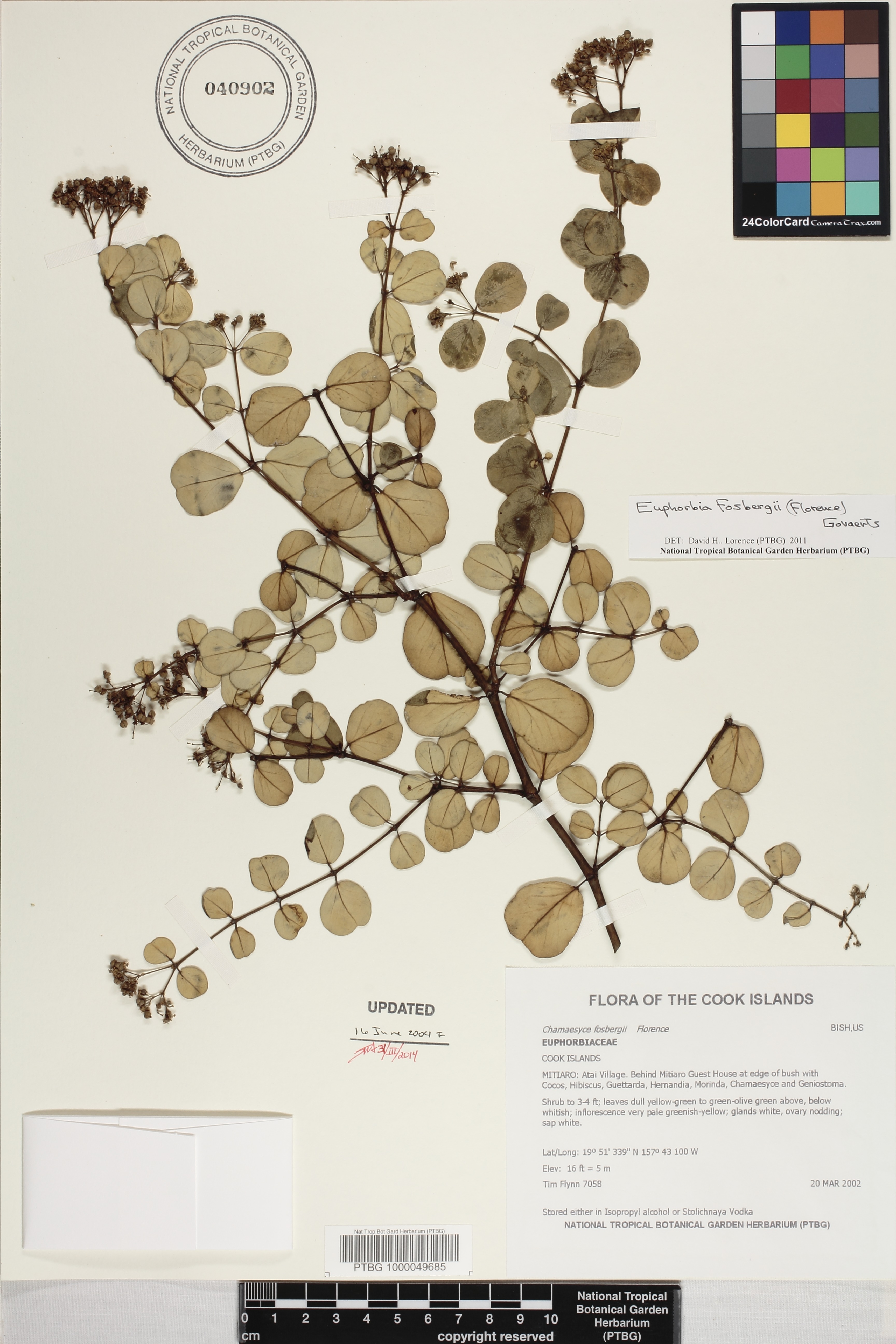 Euphorbia fosbergii image
