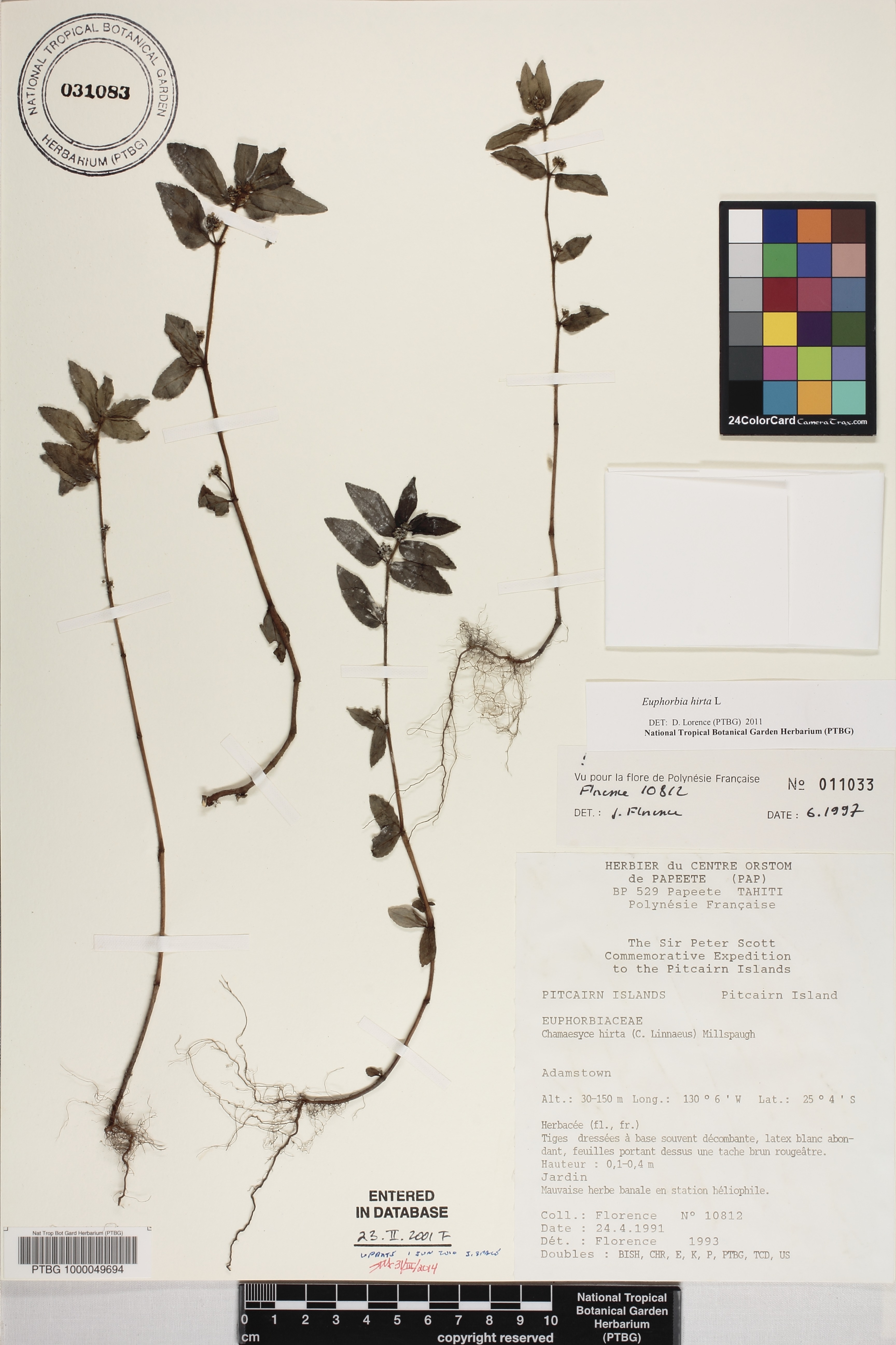 Euphorbia hirtella image