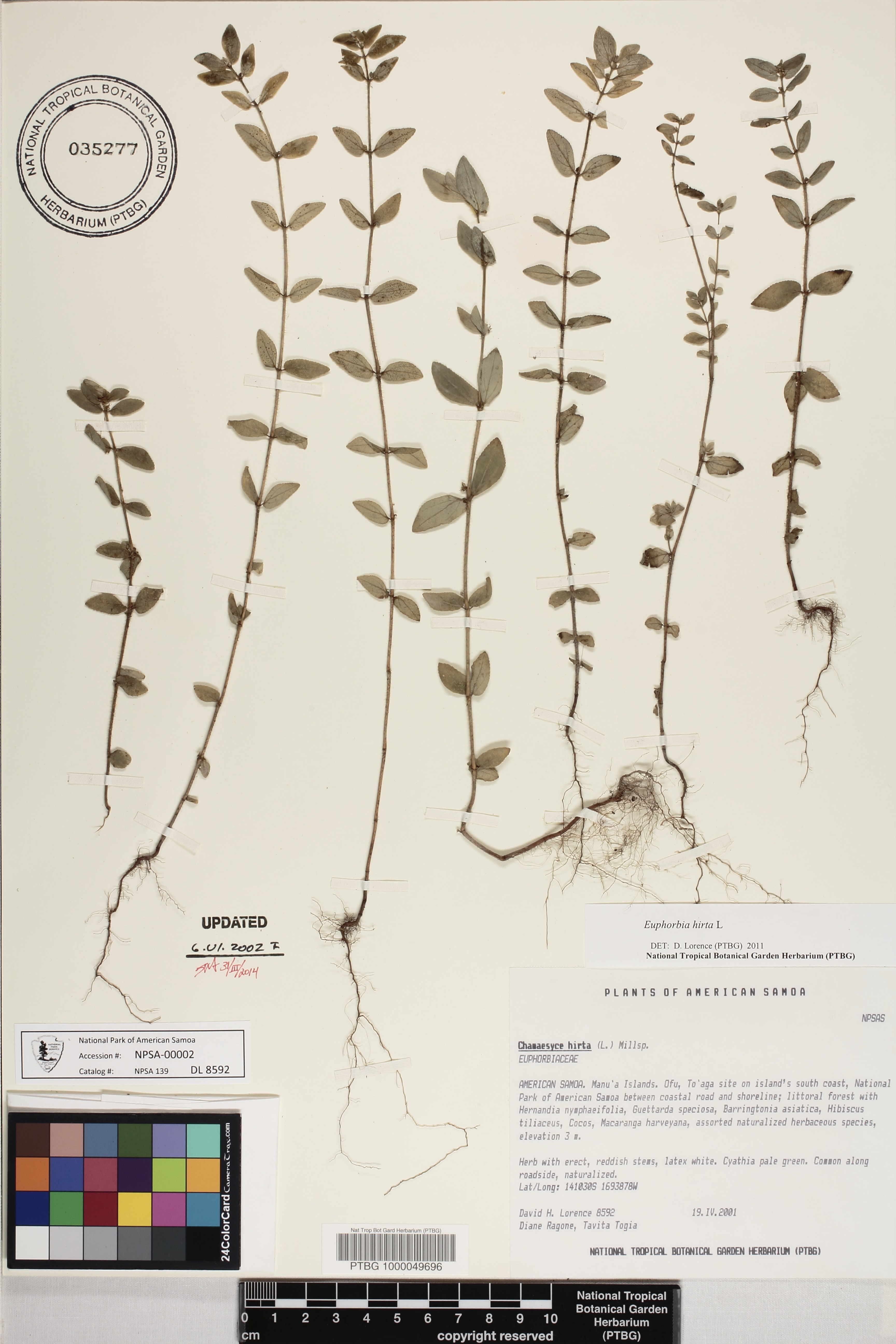 Euphorbia hirta image