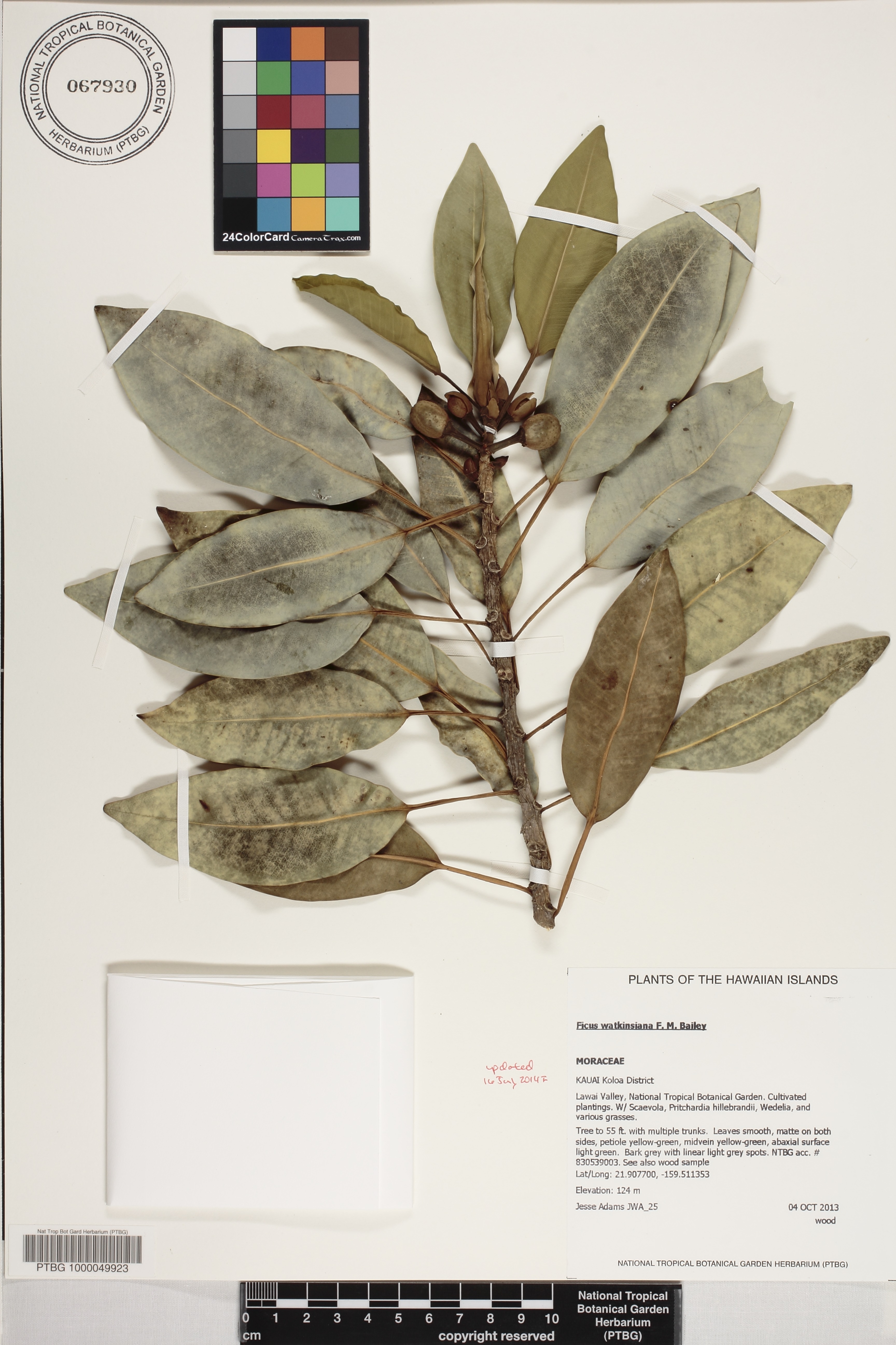 Ficus watkinsiana image