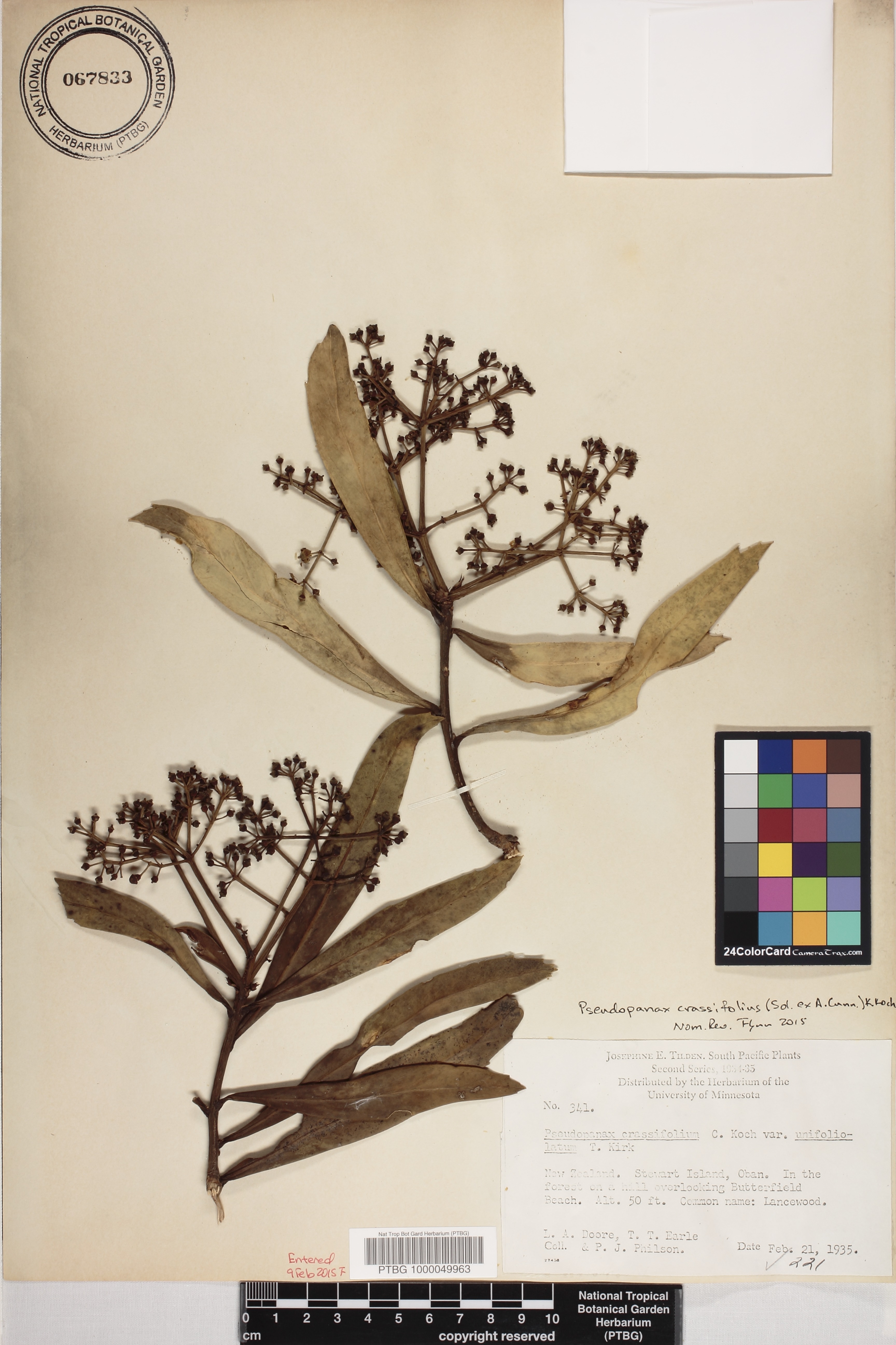 Pseudopanax image