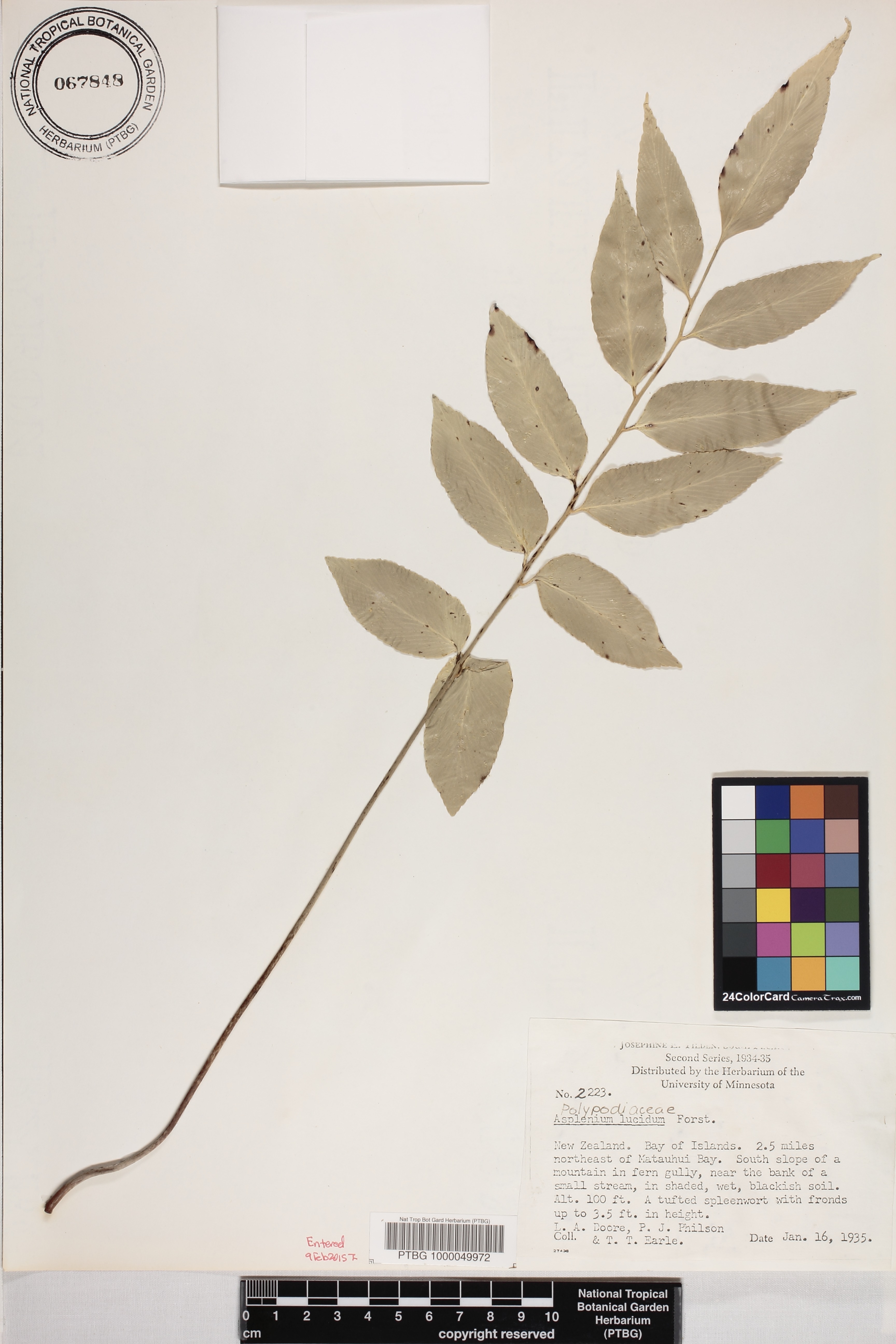 Asplenium lucidum image