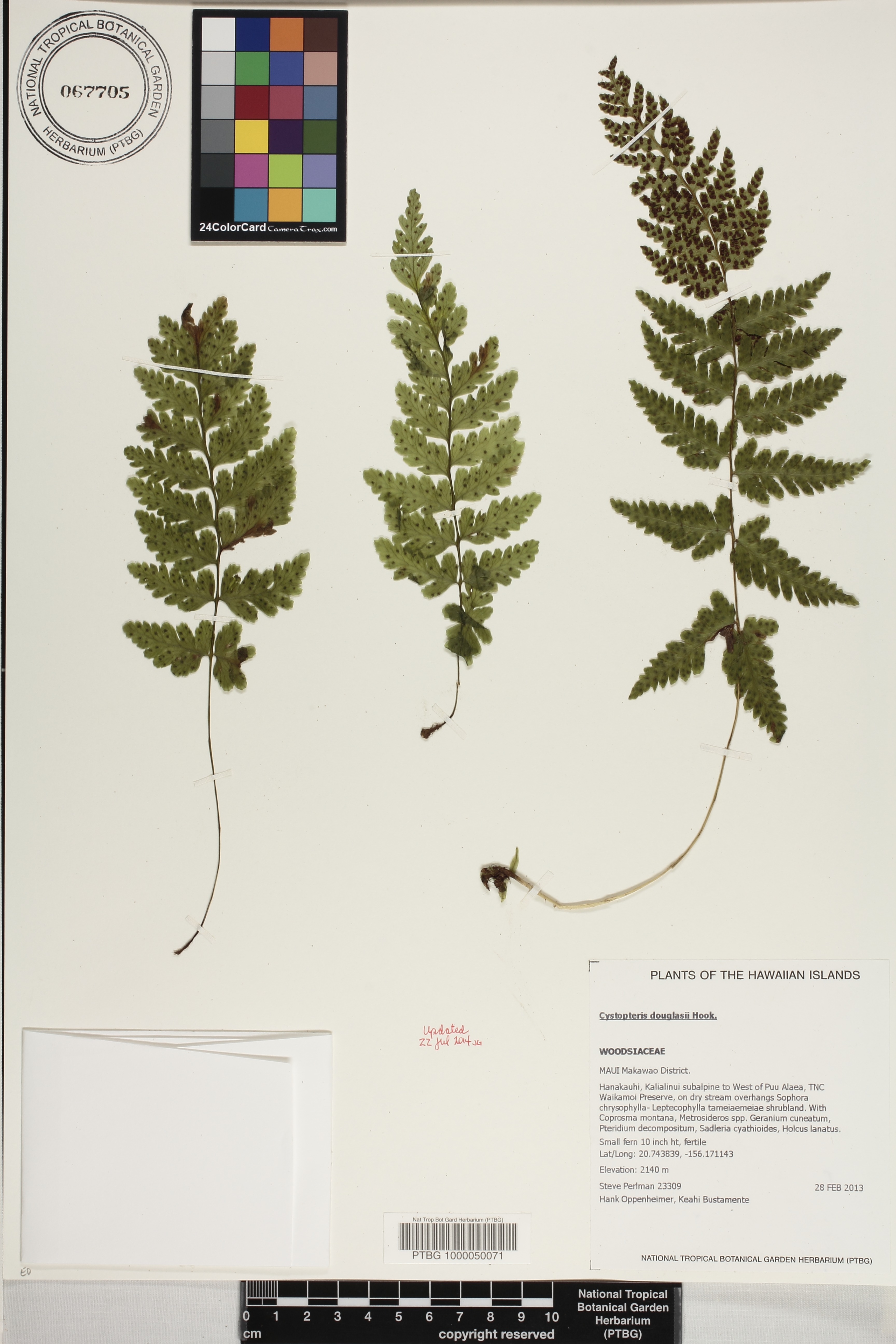 Cystopteris image