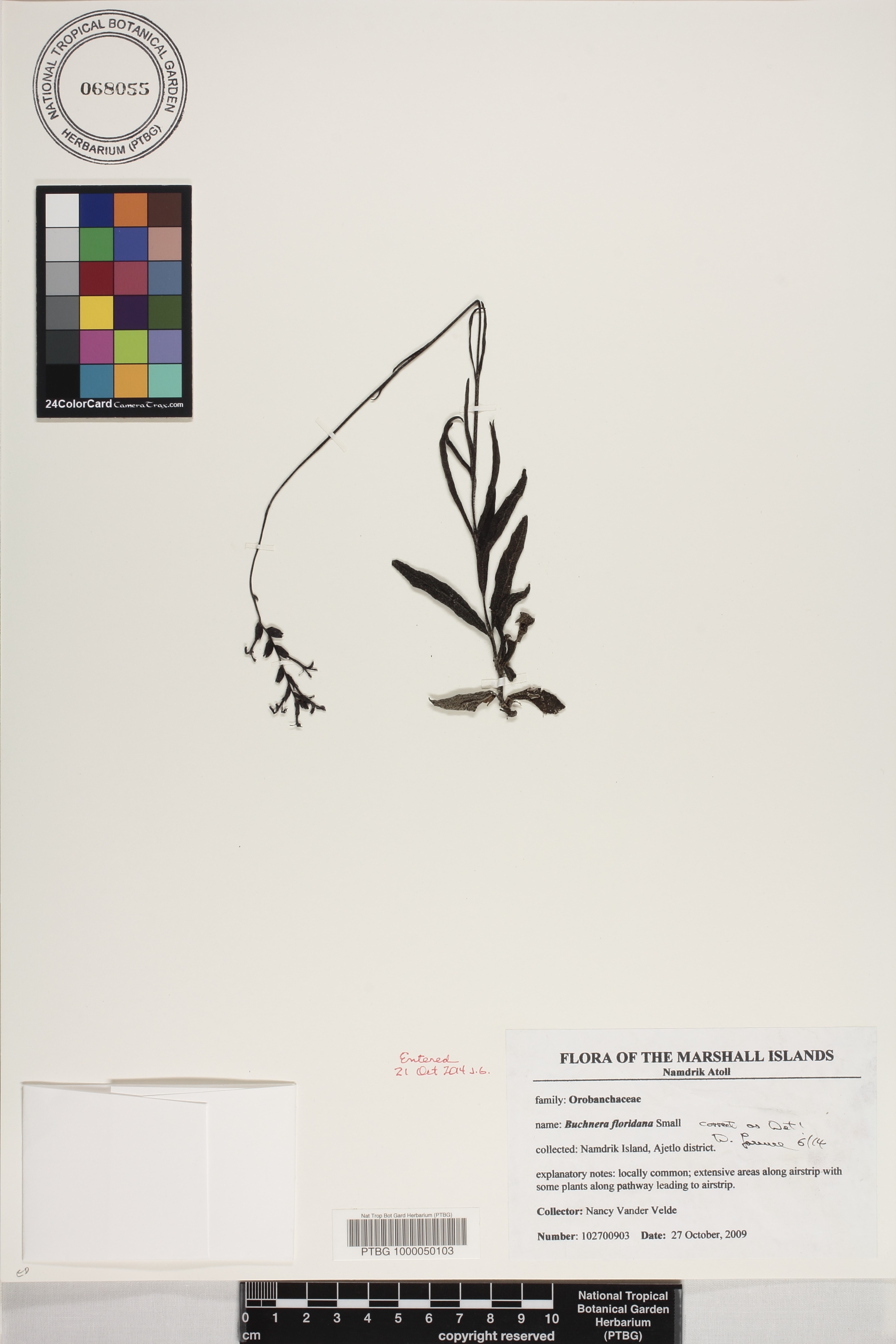Buchnera floridana image