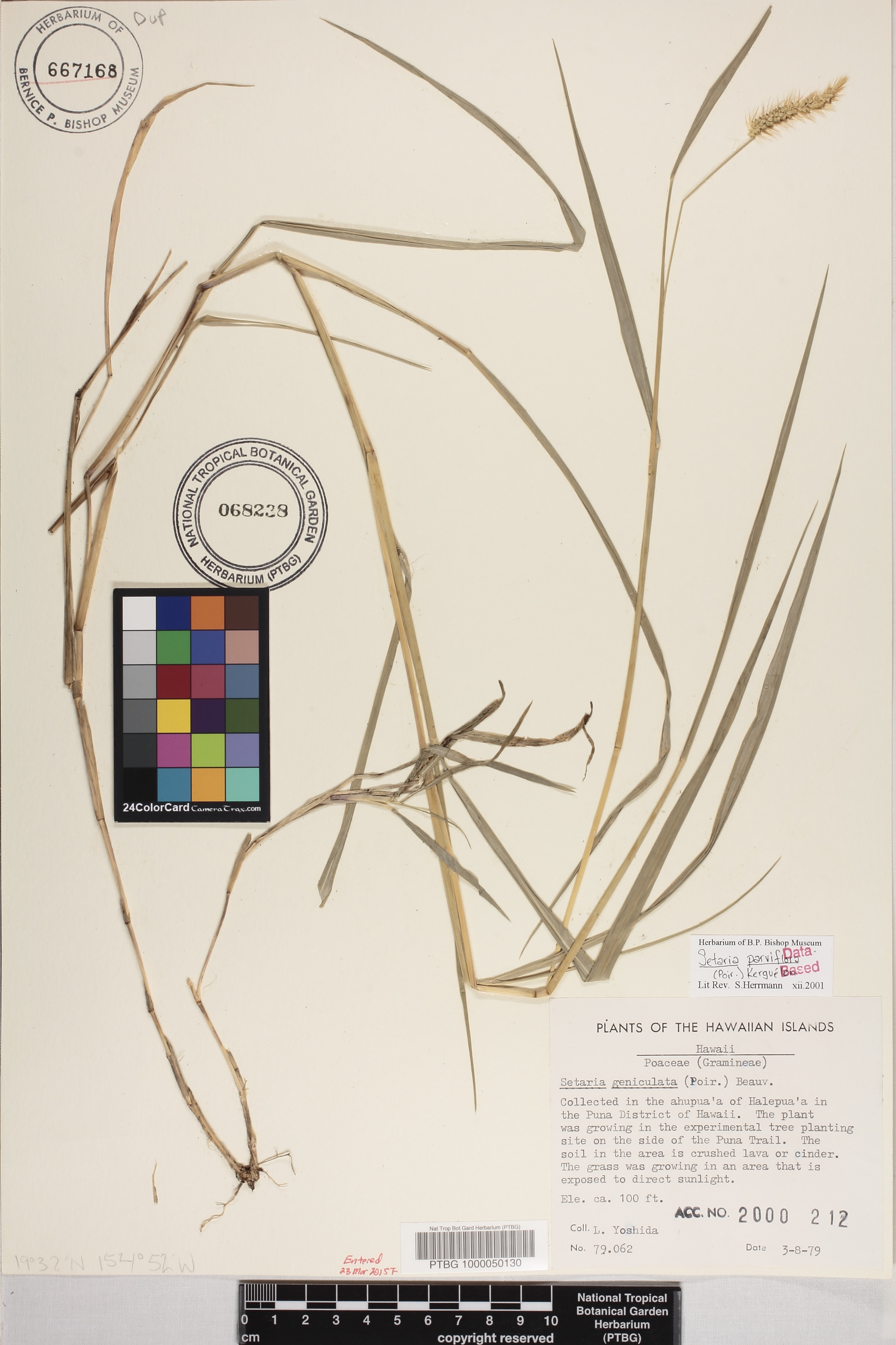 Setaria parviflora image