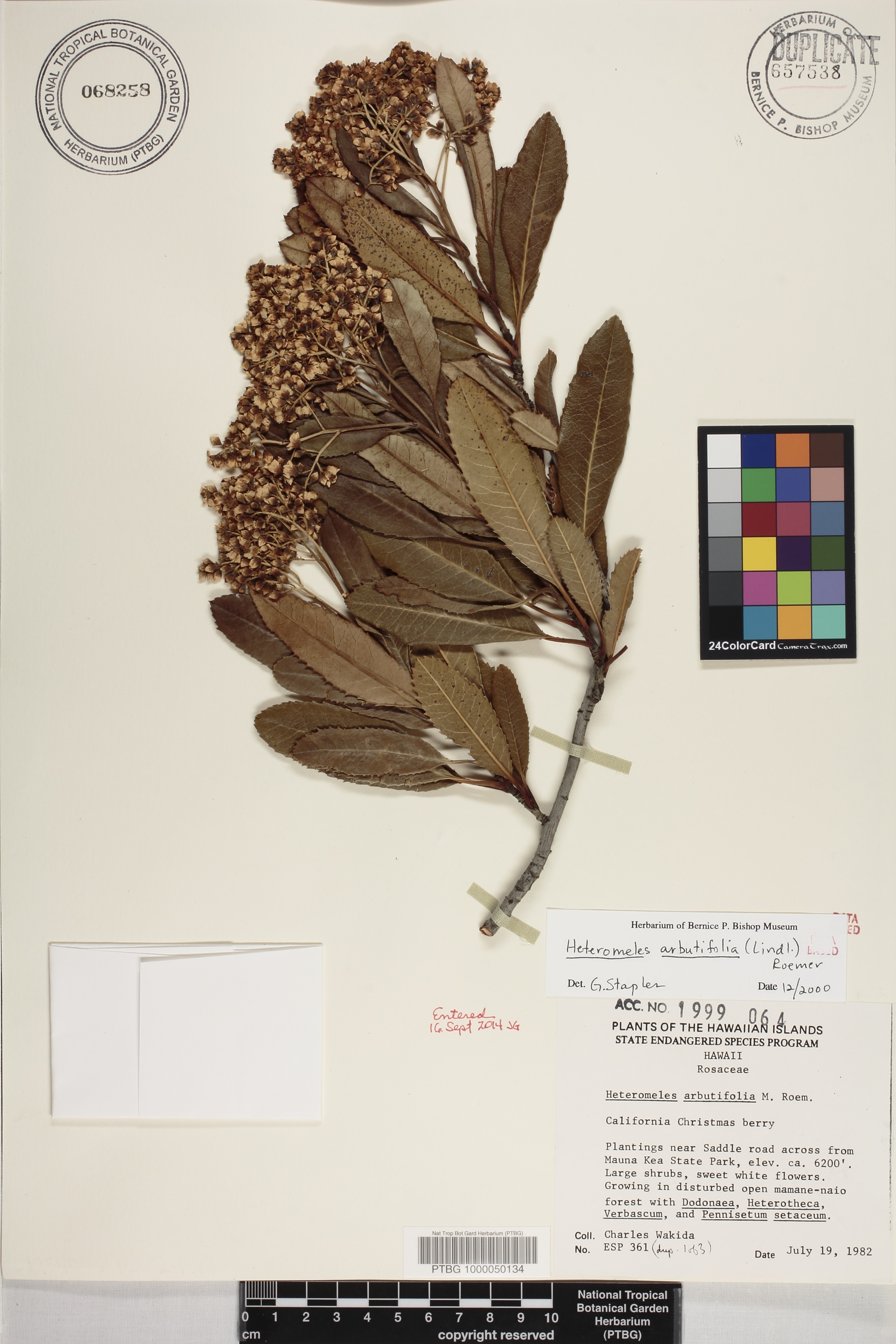 Heteromeles arbutifolia image