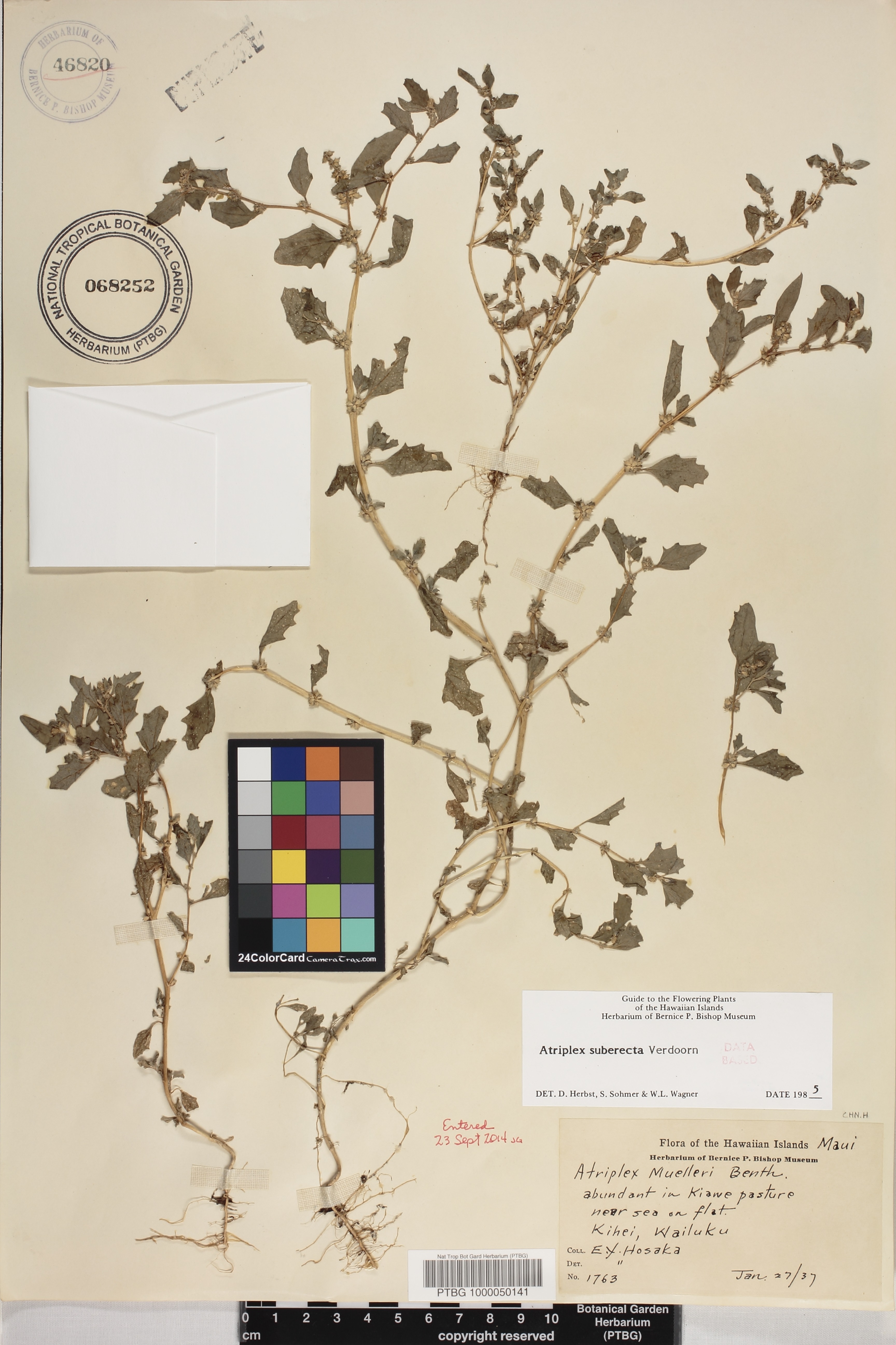 Atriplex suberecta image