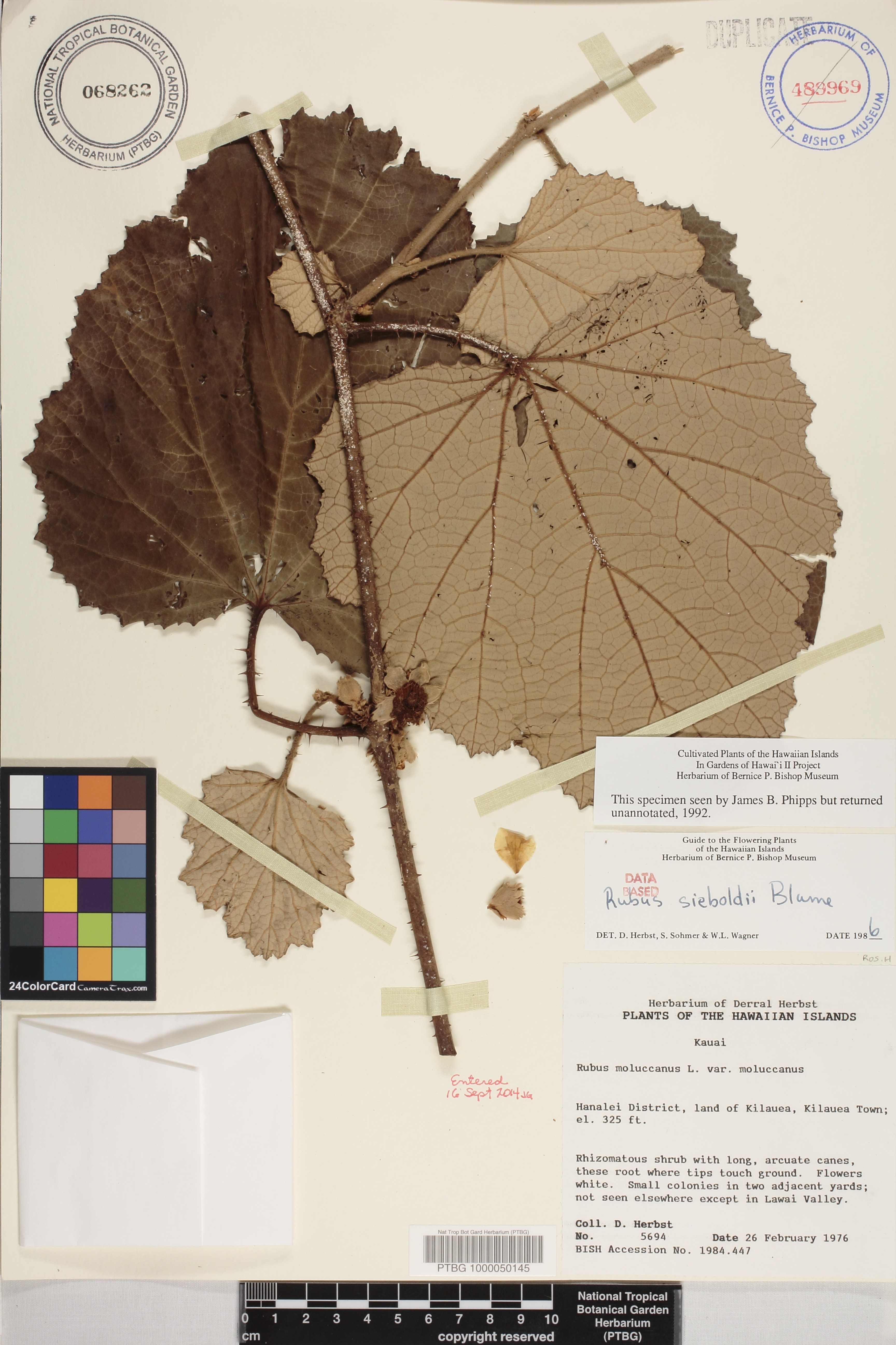 Rubus sieboldii image