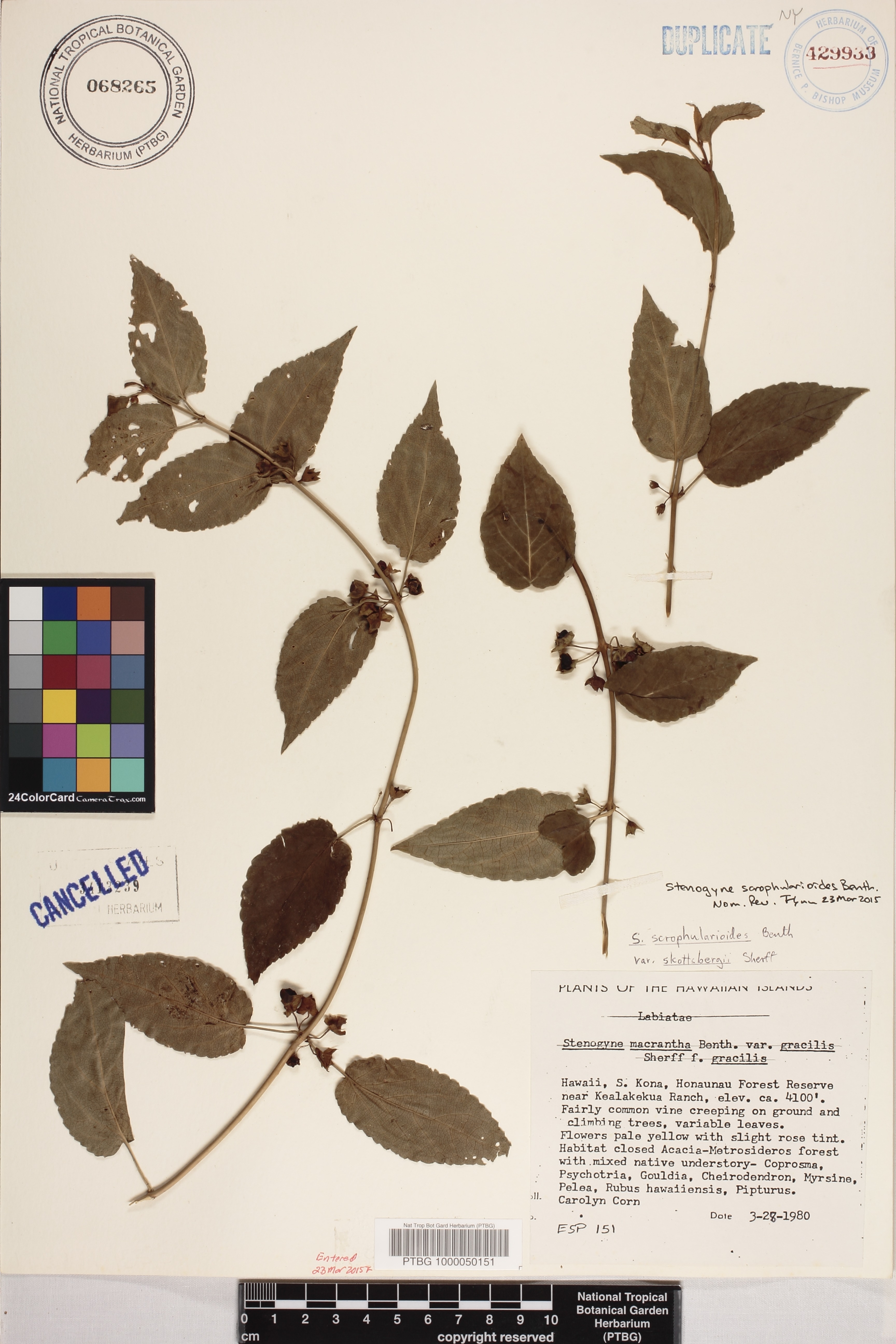Stenogyne scrophularioides image
