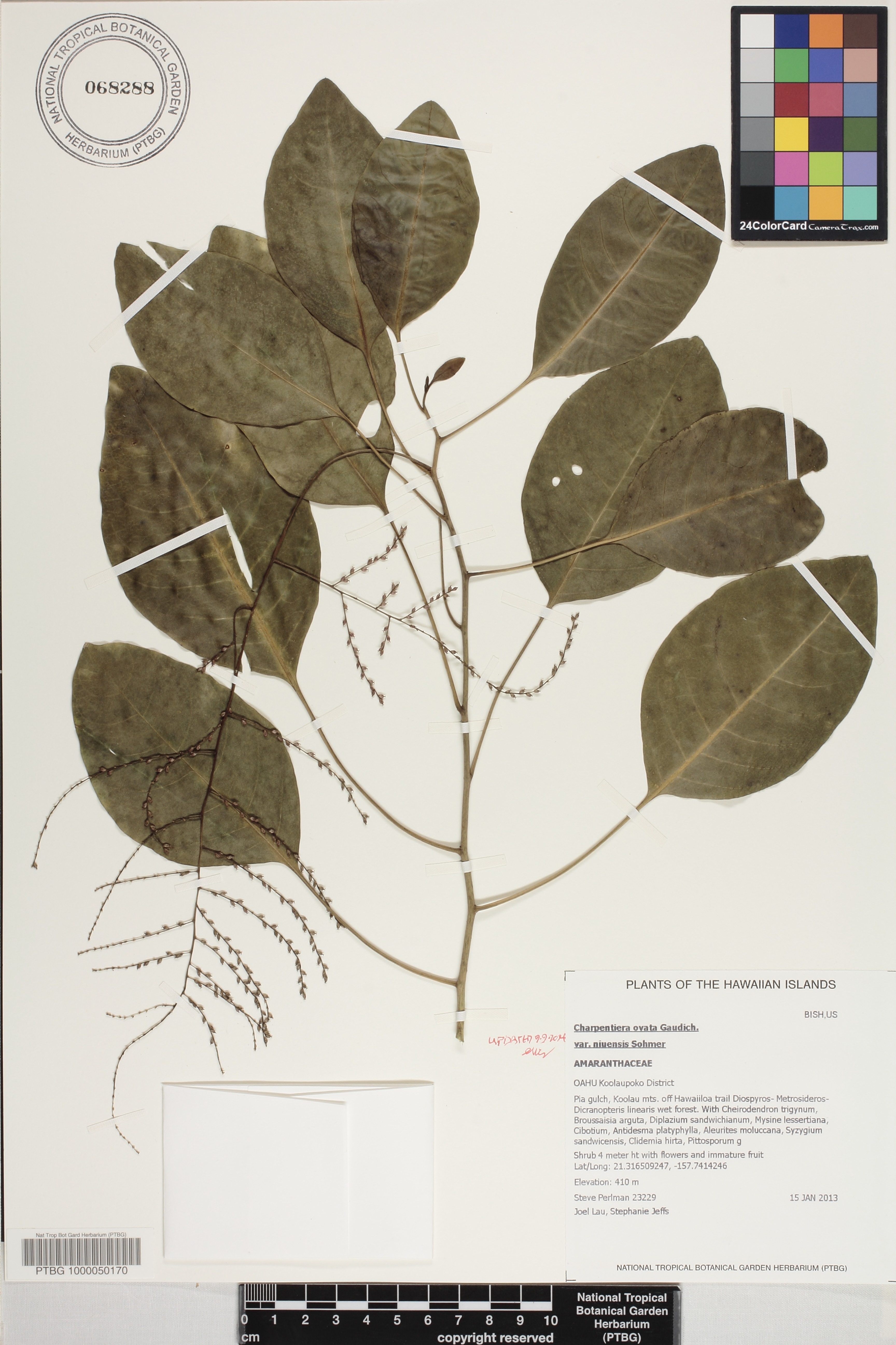 Charpentiera ovata var. niuensis image