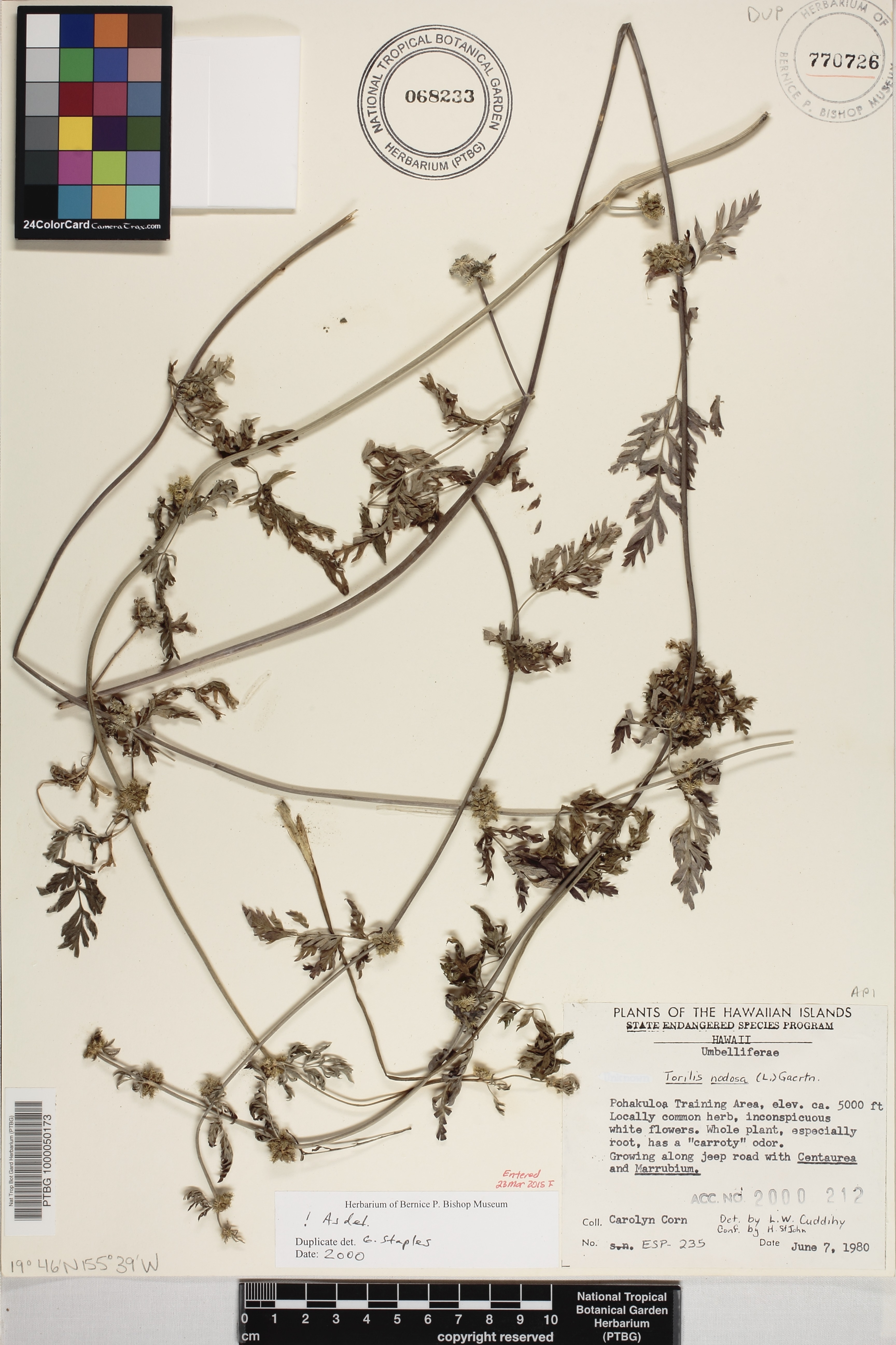 Torilis nodosa image