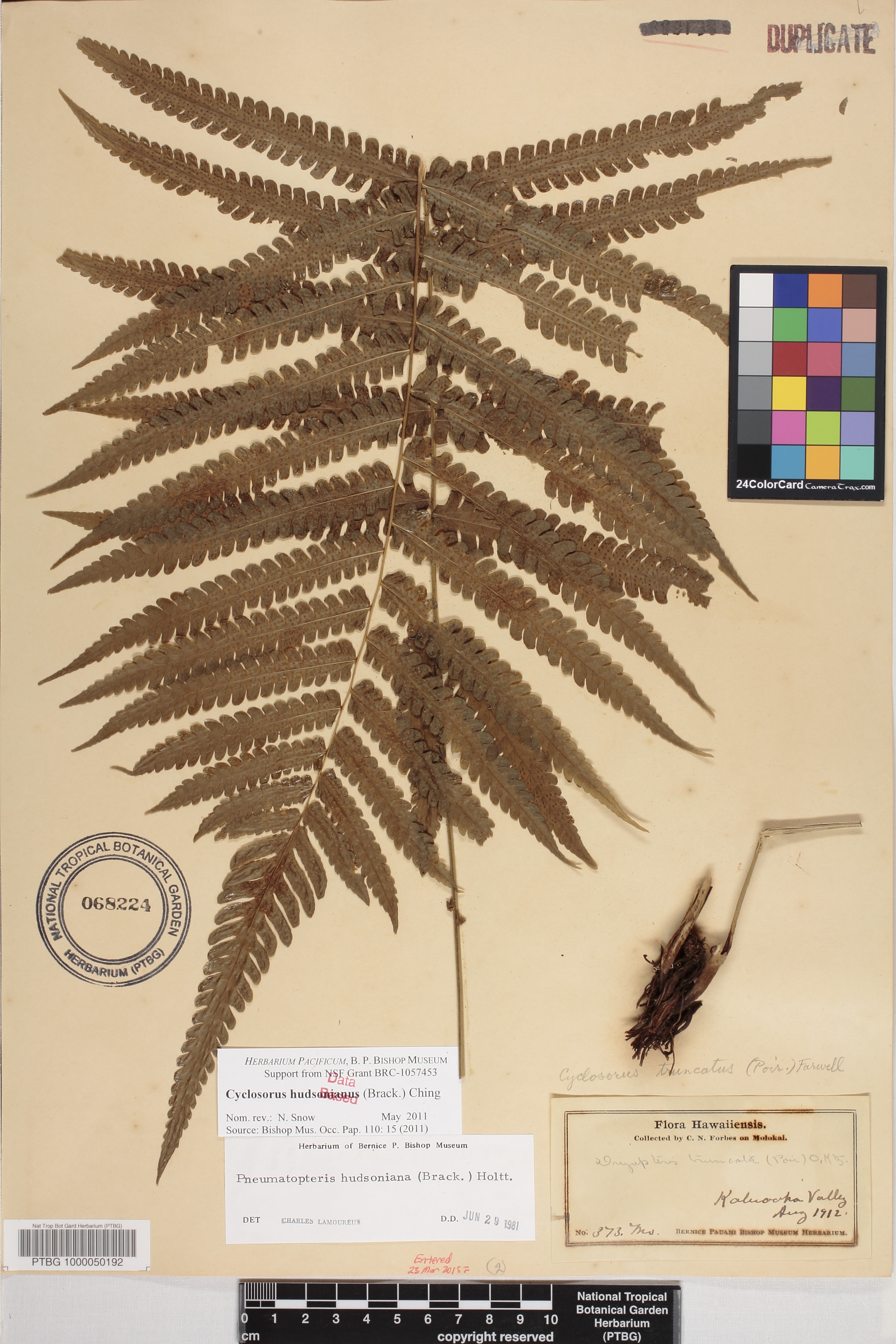 Thelypteridaceae image