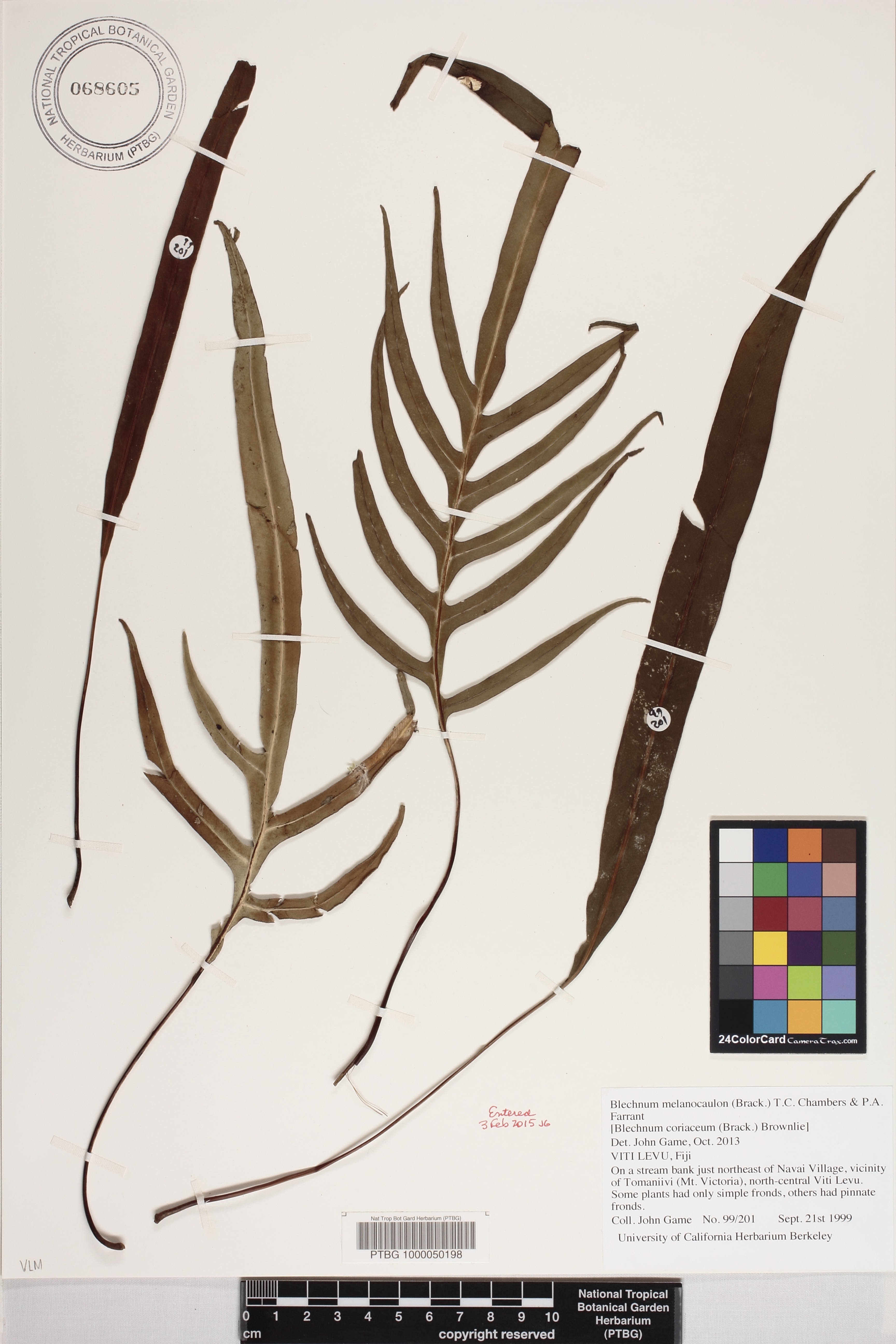 Austroblechnum melanocaulon image