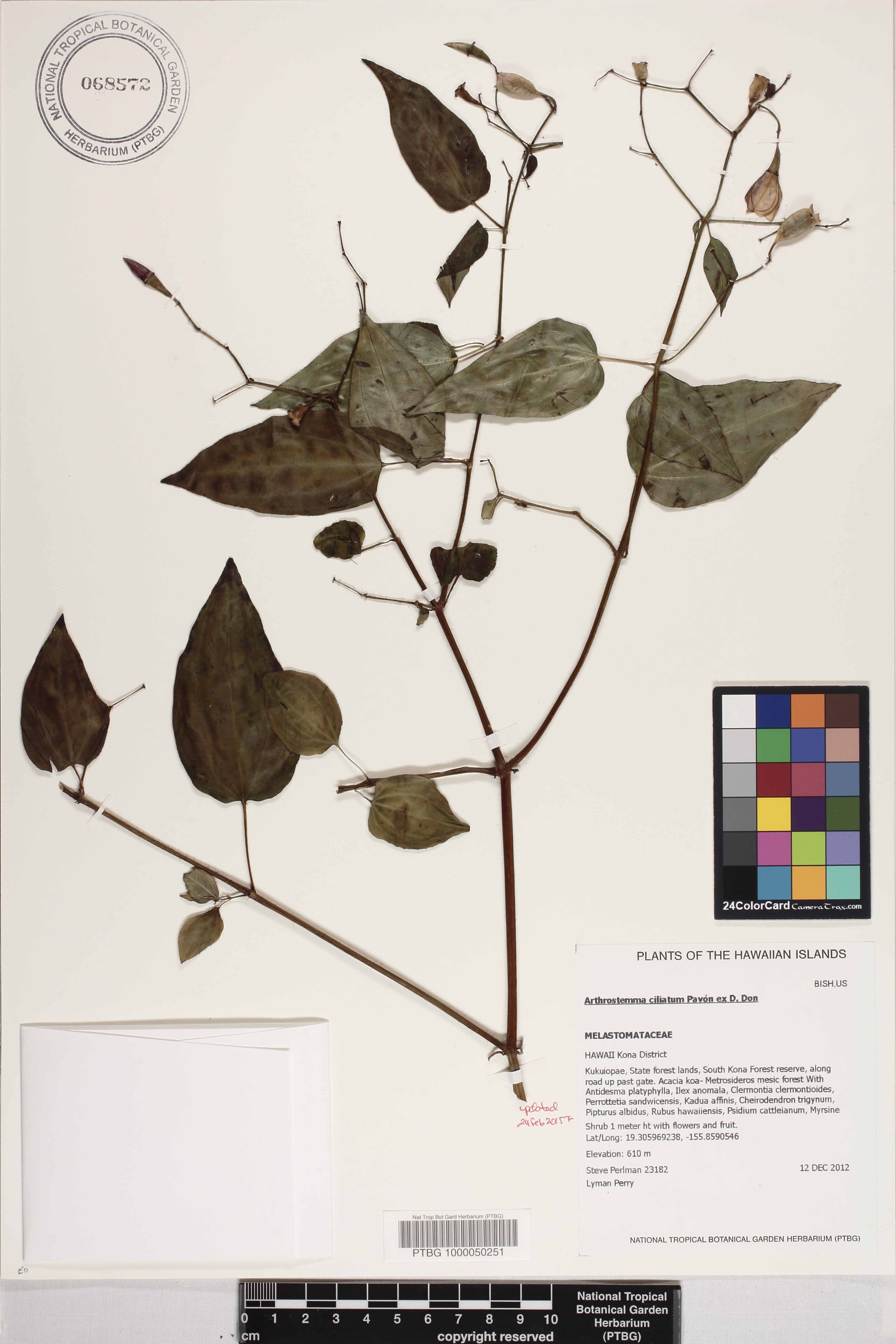 Arthrostemma ciliatum image