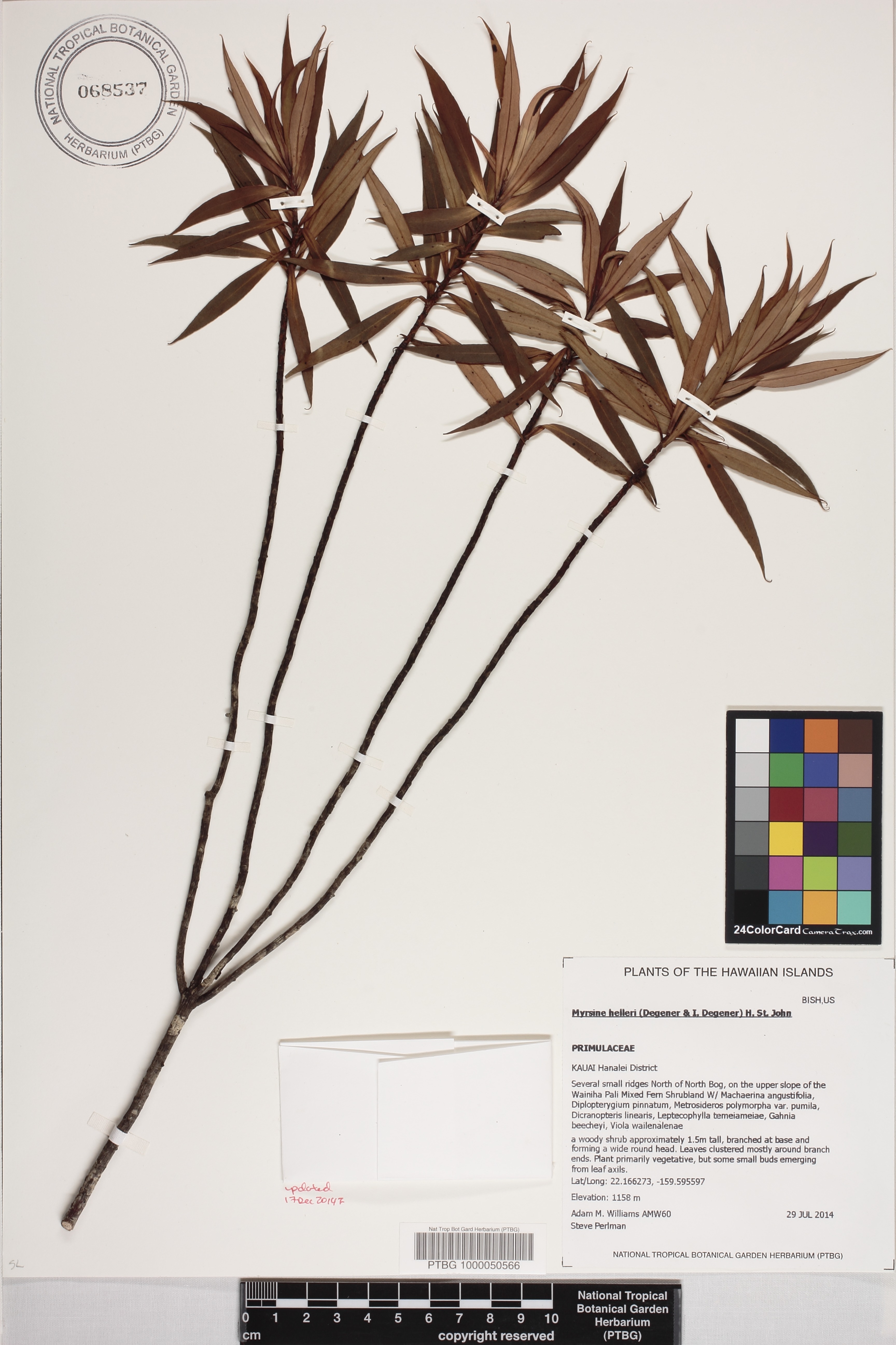 Myrsine helleri image