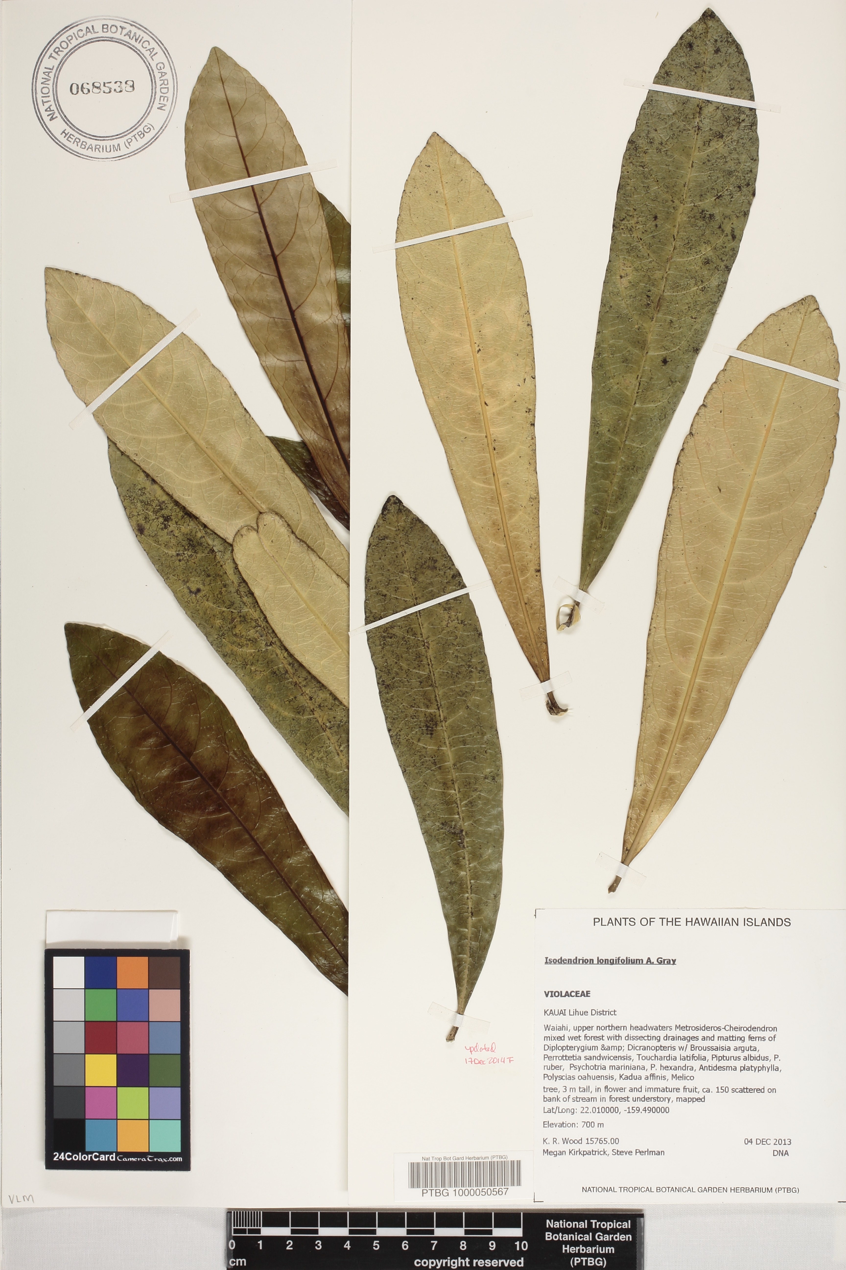 Isodendrion longifolium image