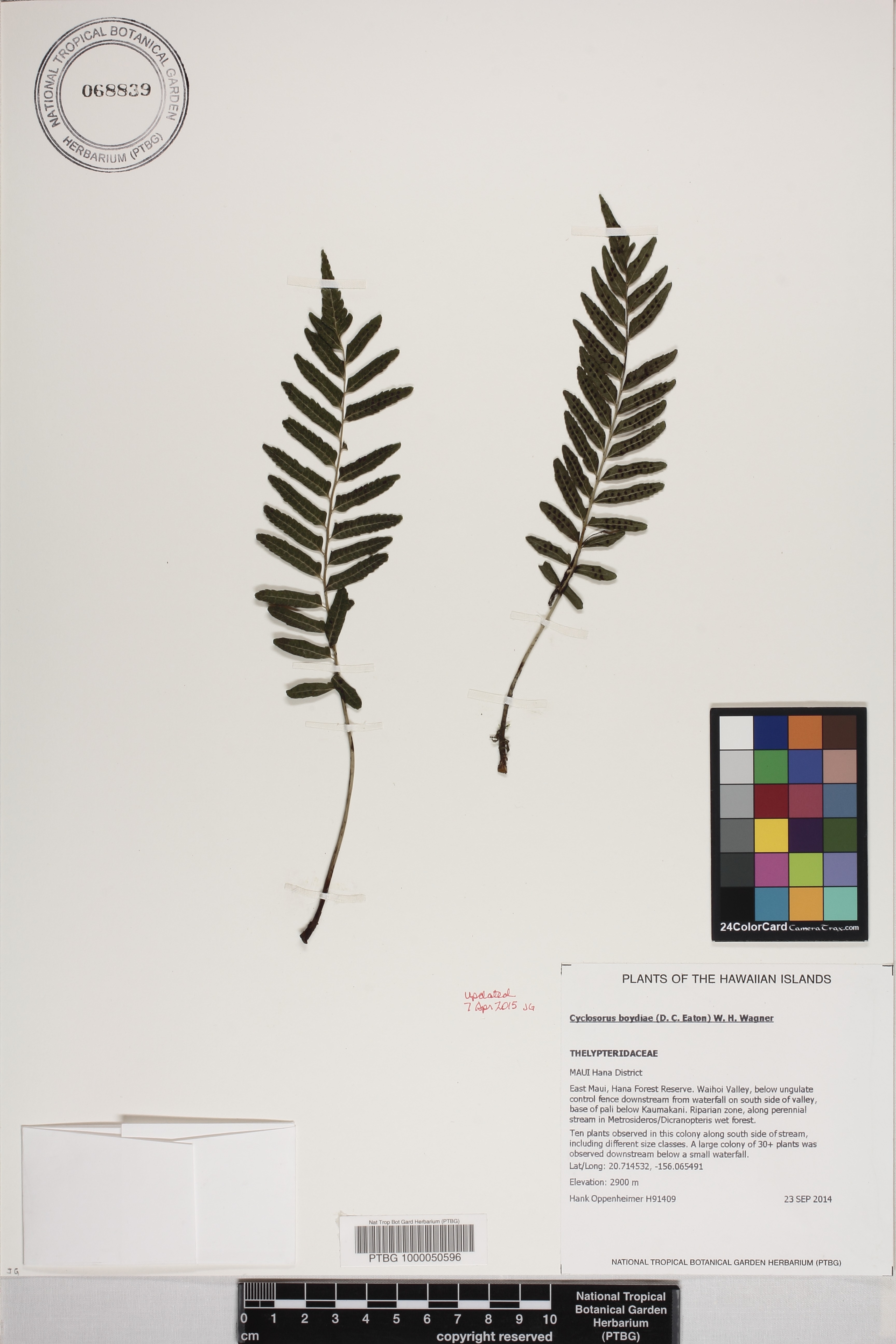 Cyclosorus boydiae image
