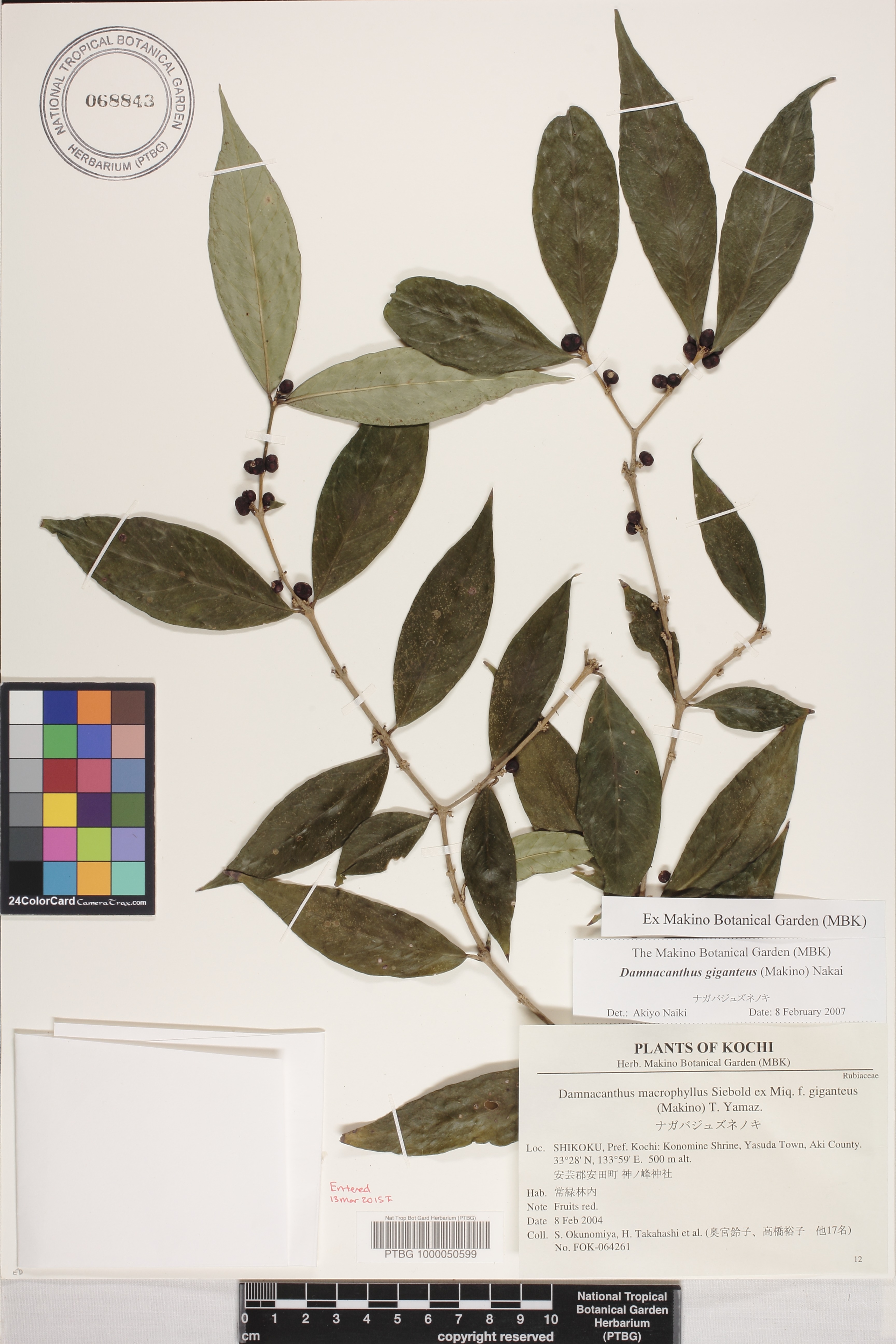Damnacanthus giganteus image