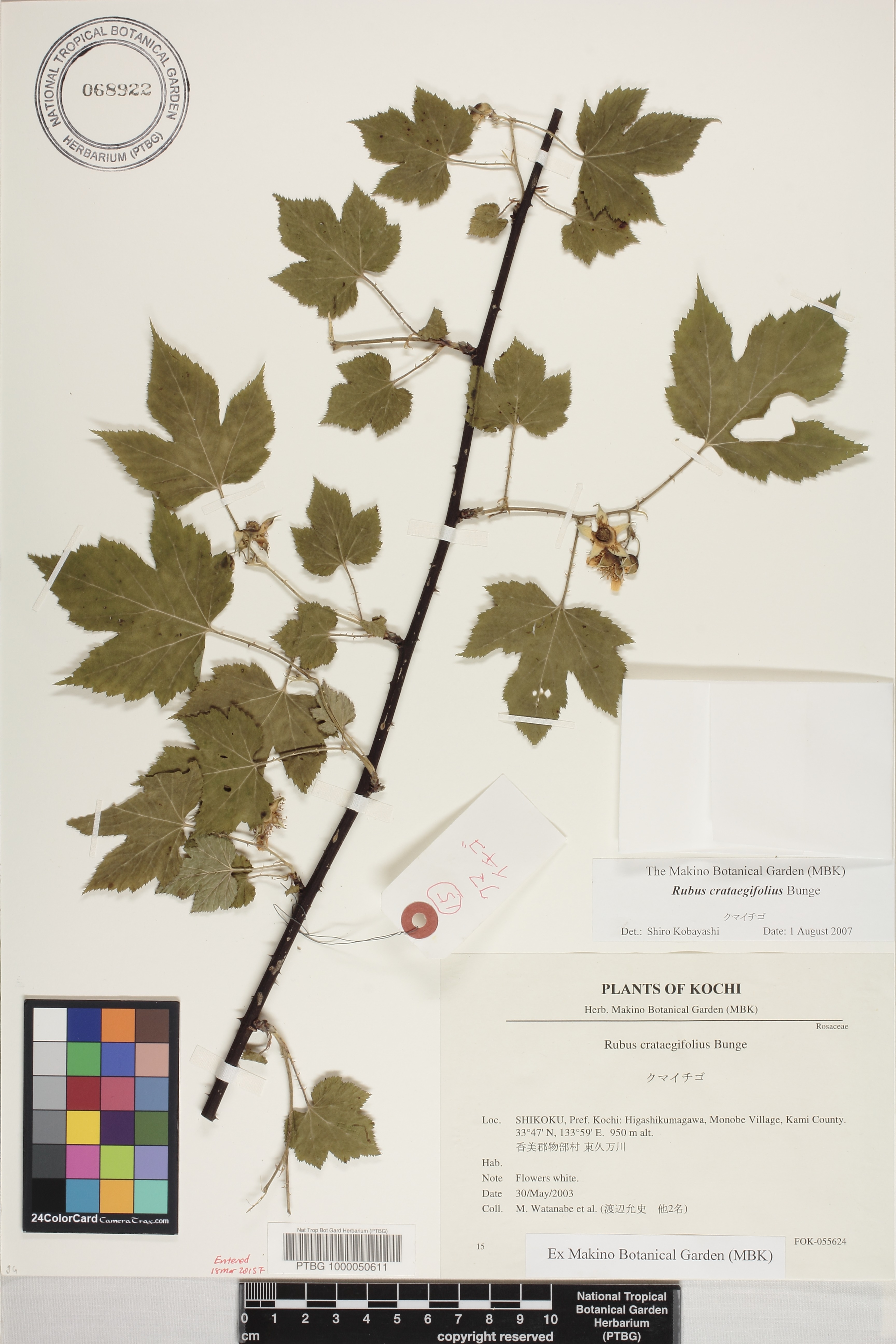 Rubus crataegifolius image