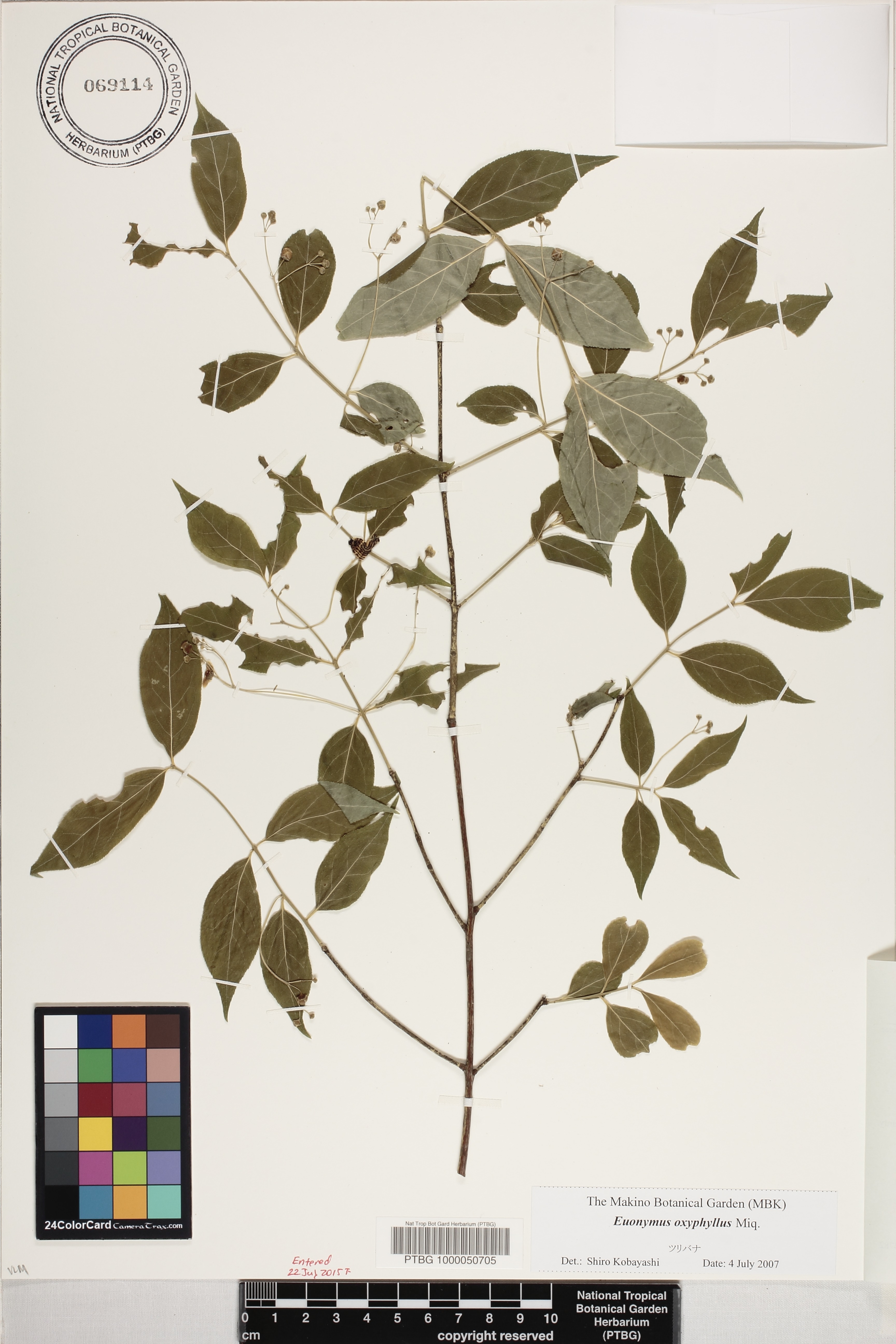 Euonymus oxyphyllus image