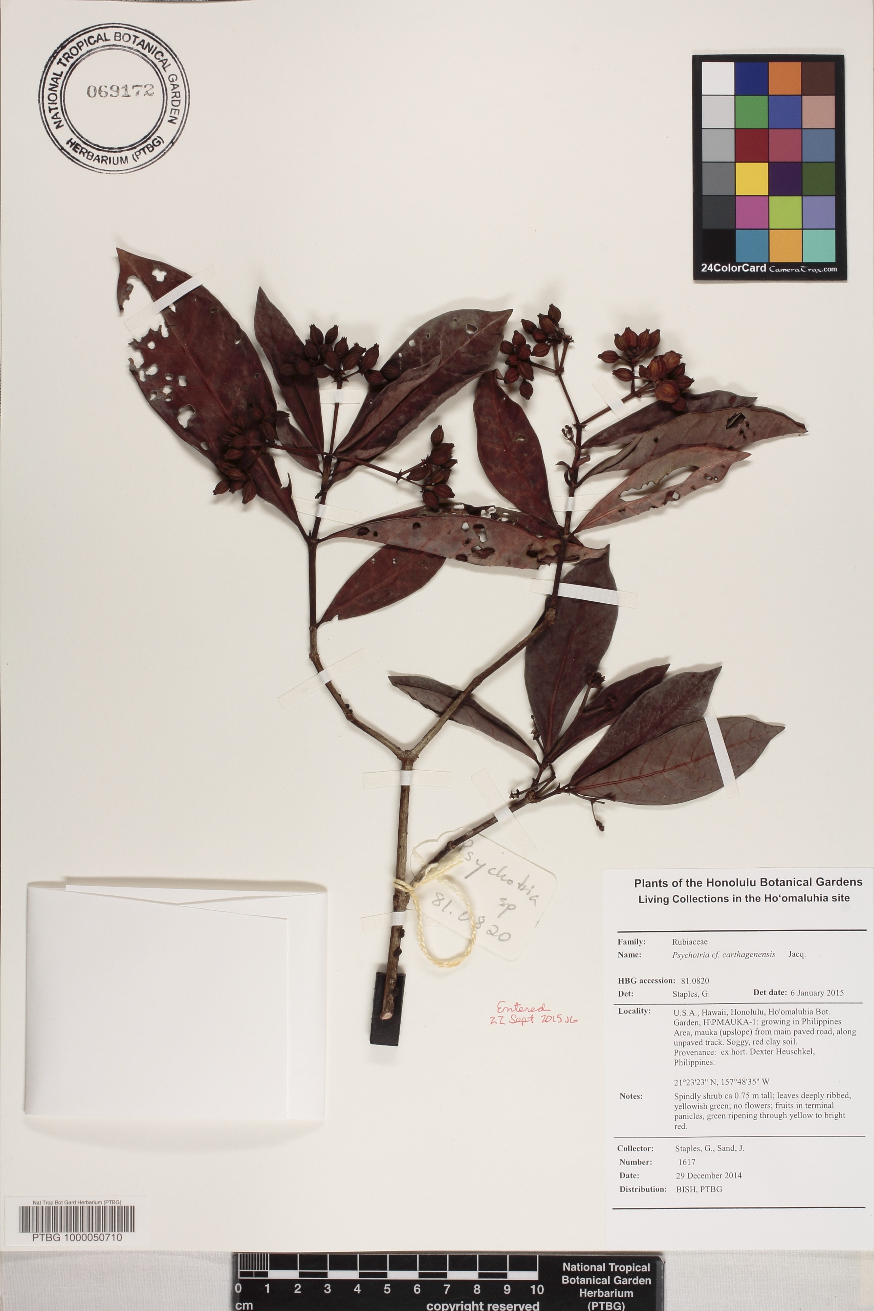 Psychotria carthagenensis image