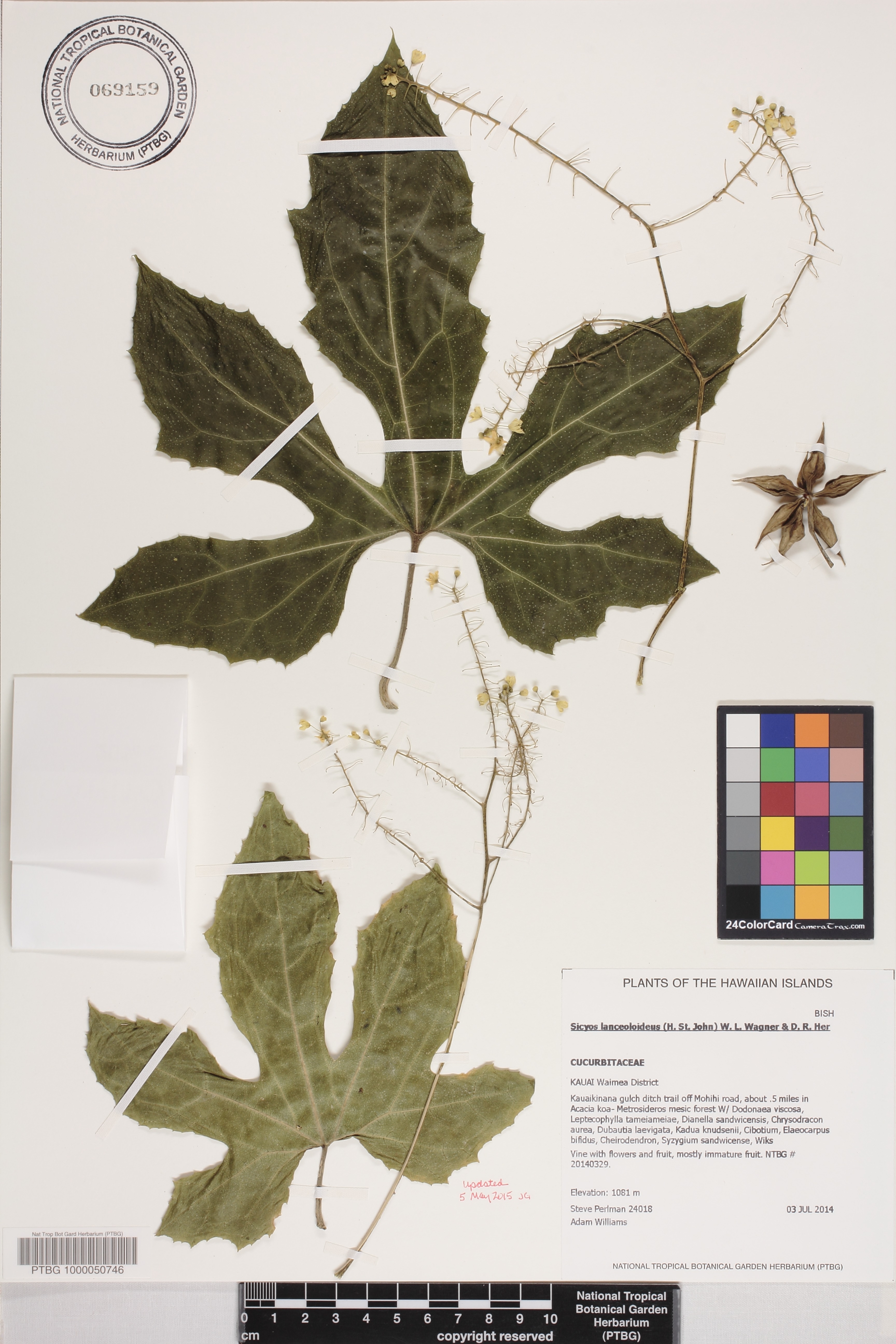 Sicyos lanceoloideus image