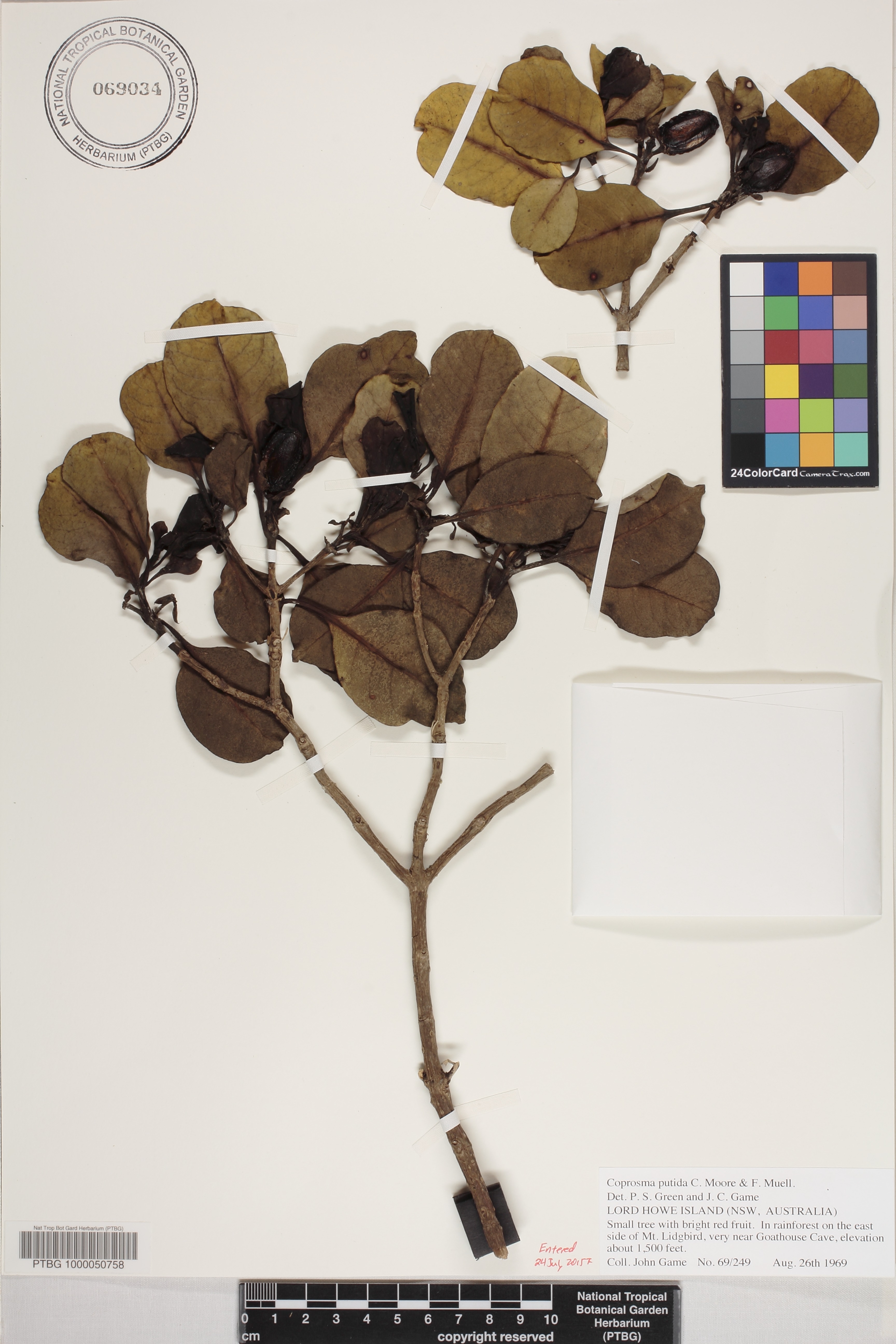 Coprosma putida image