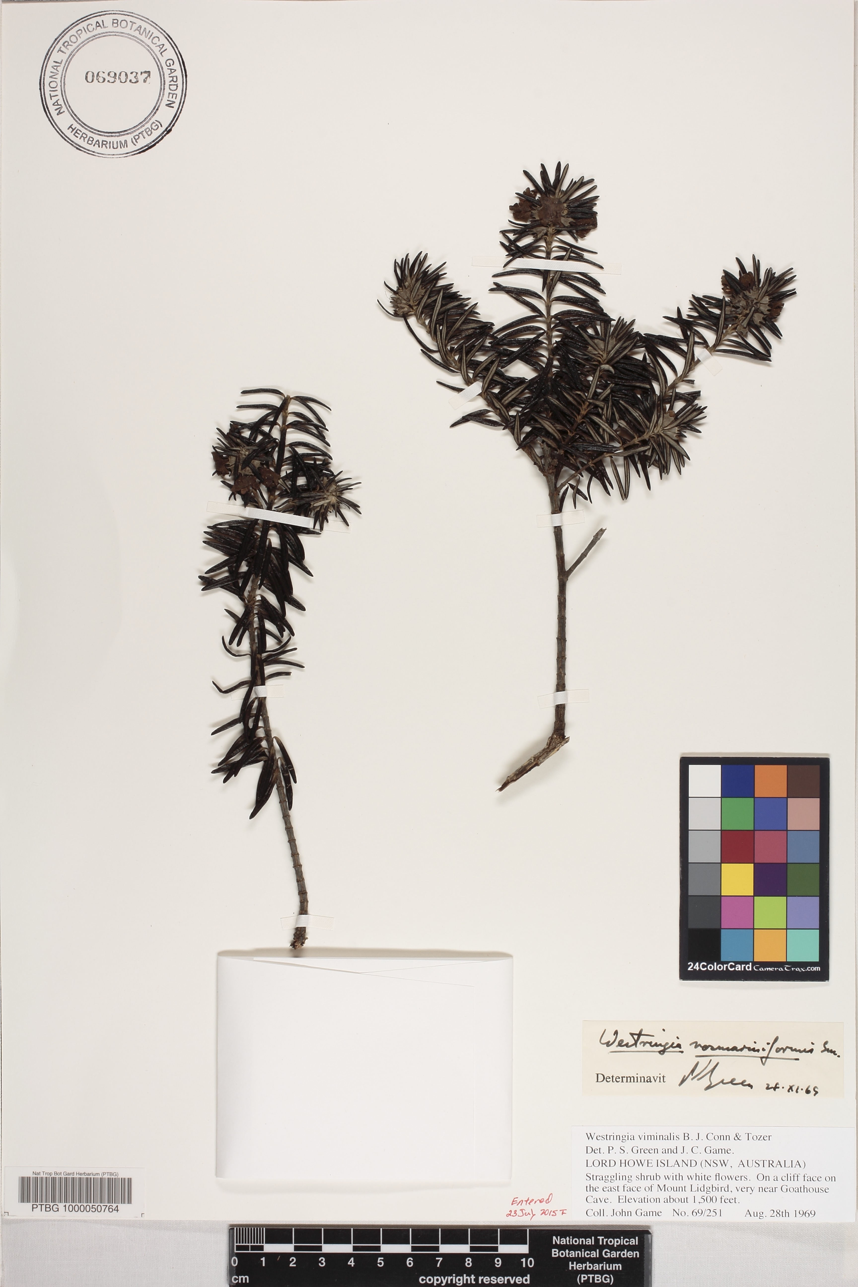 Westringia viminalis image