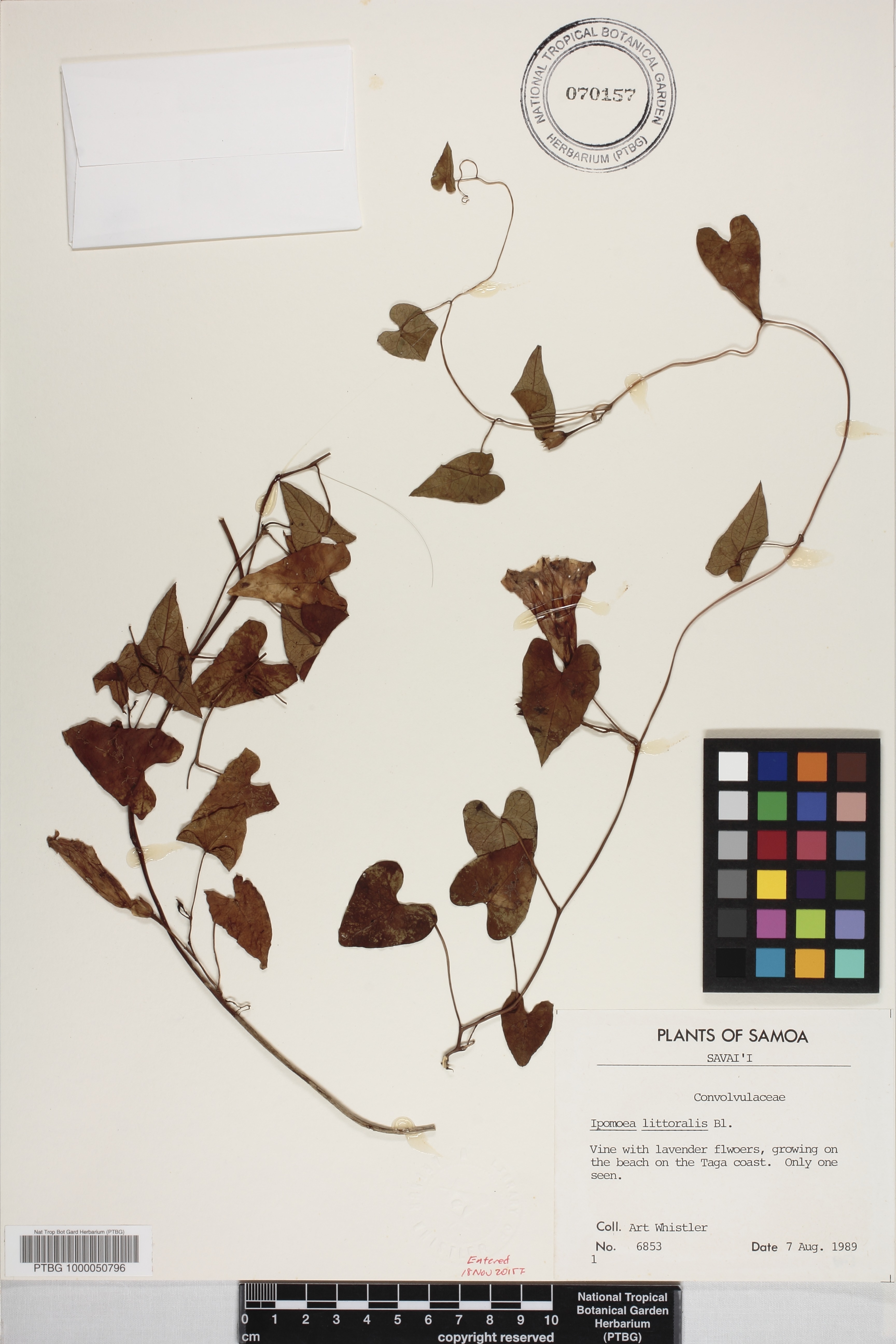 Ipomoea littoralis image