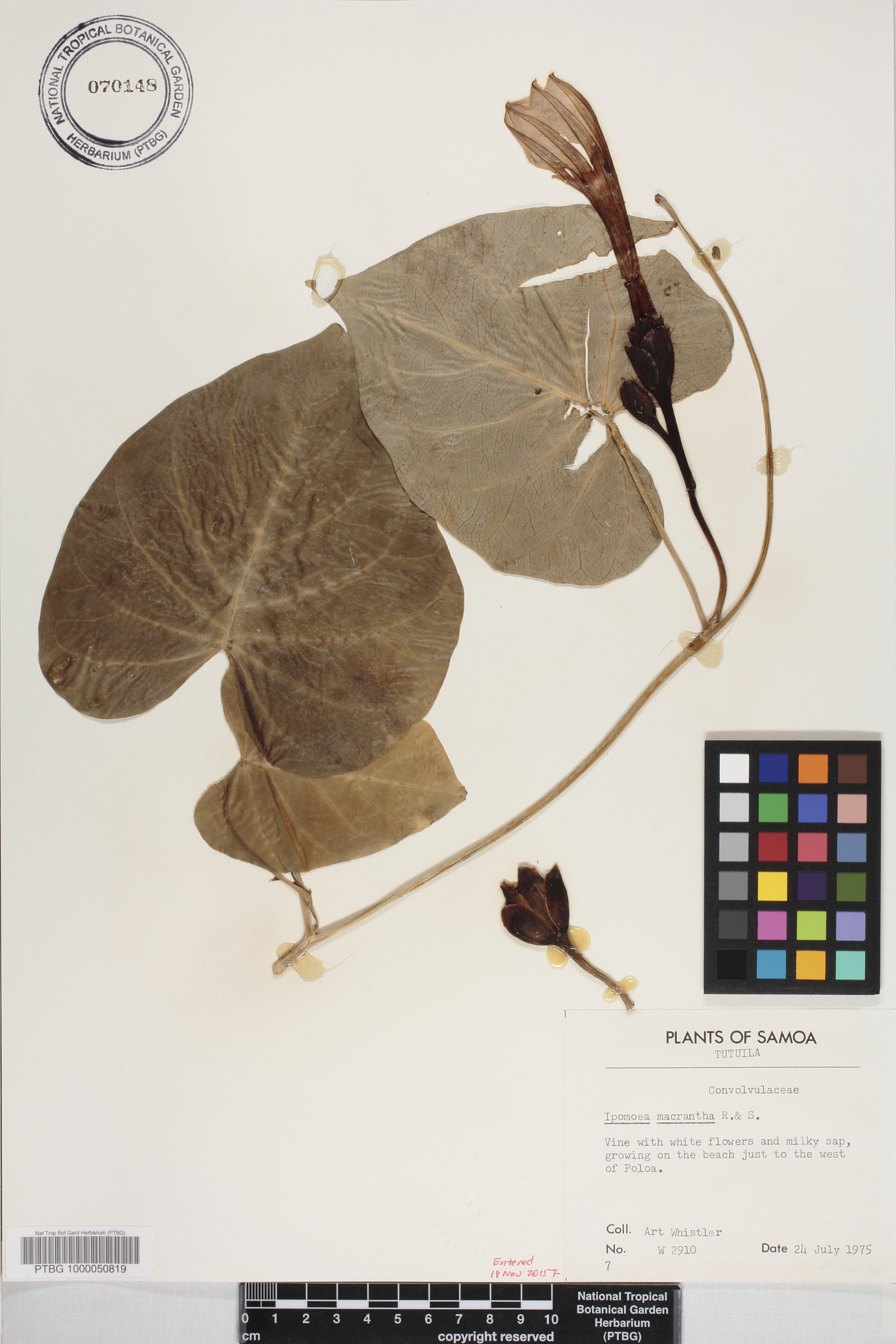 Ipomoea violacea image