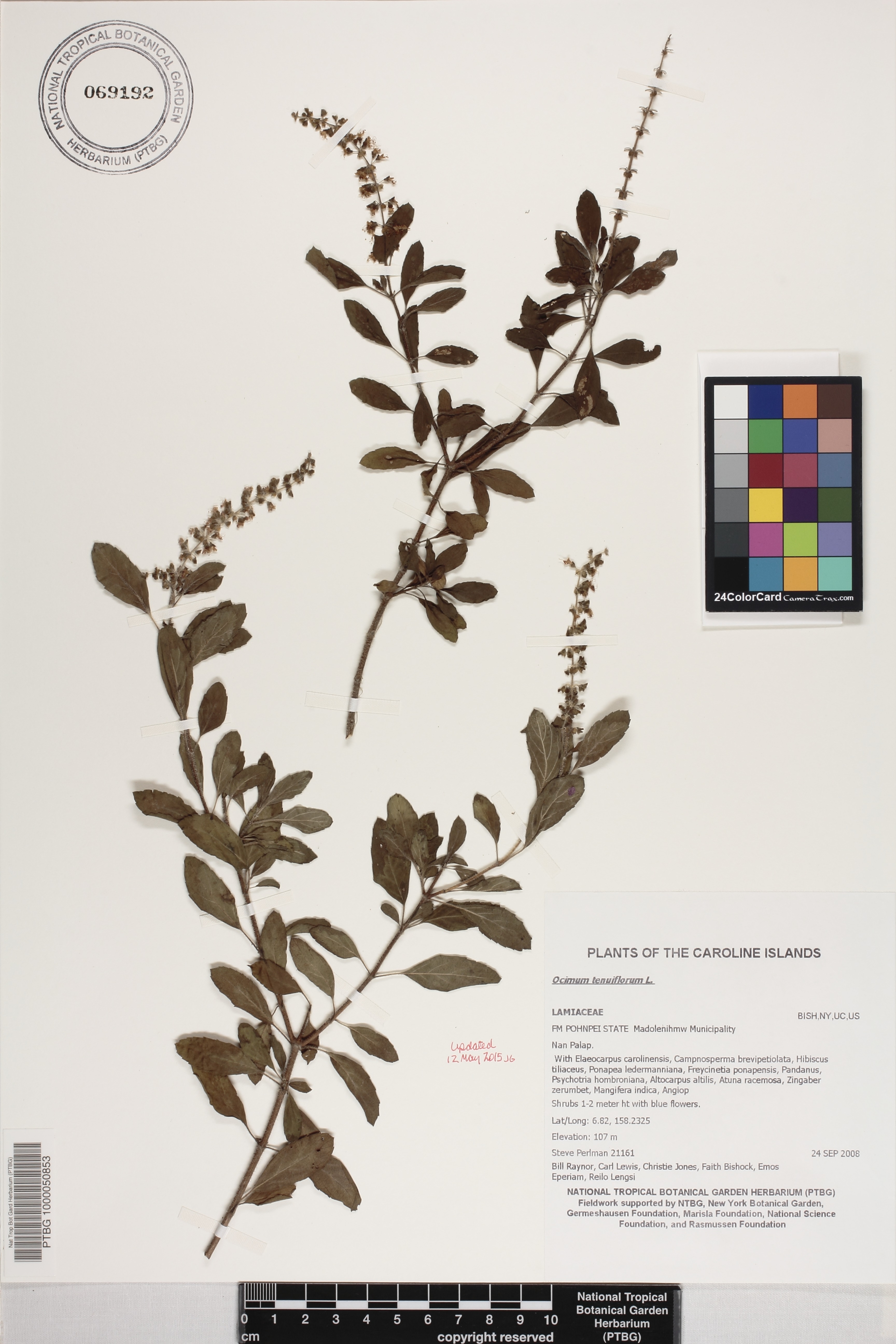 Ocimum tenuiflorum image