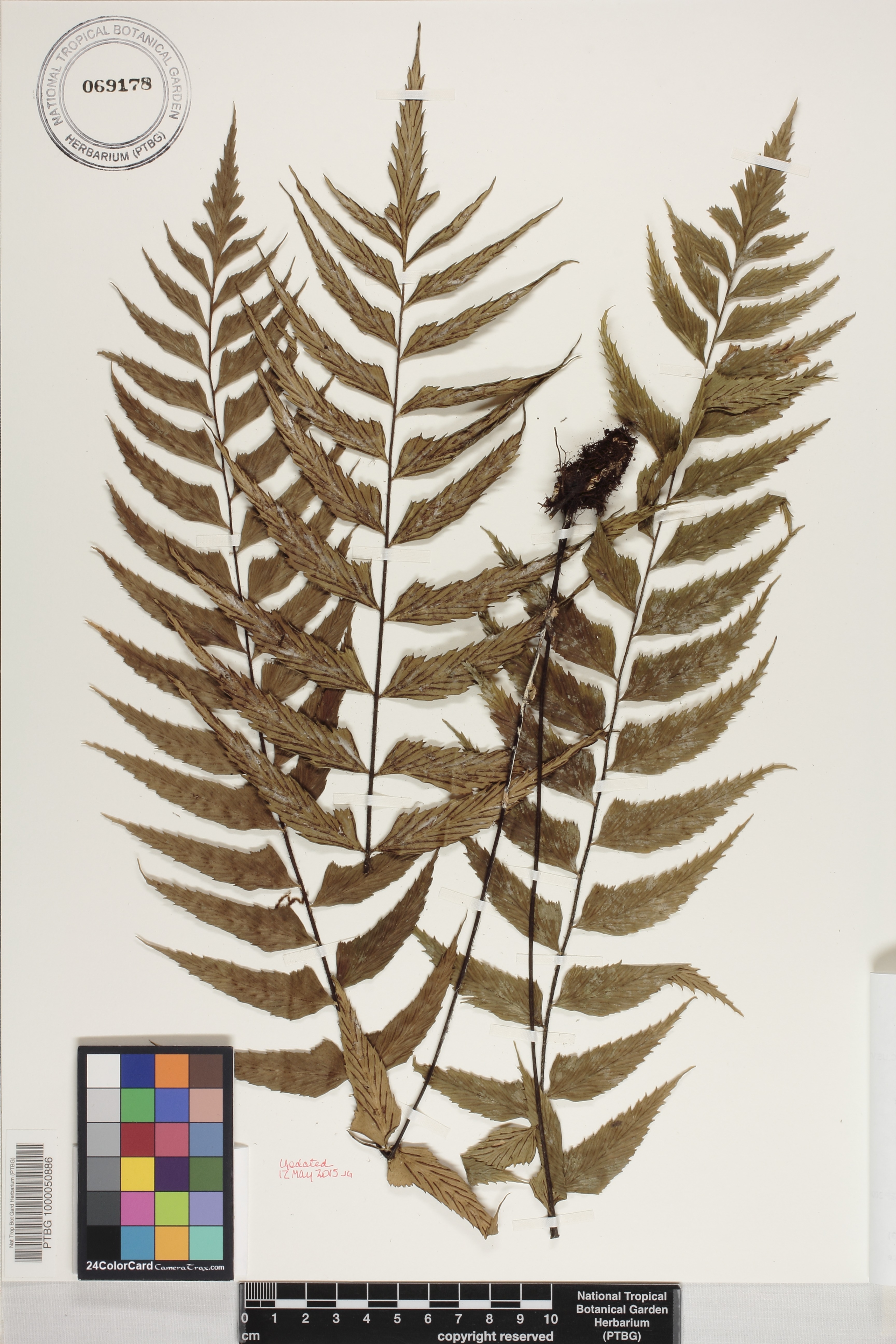 Asplenium polyodon image